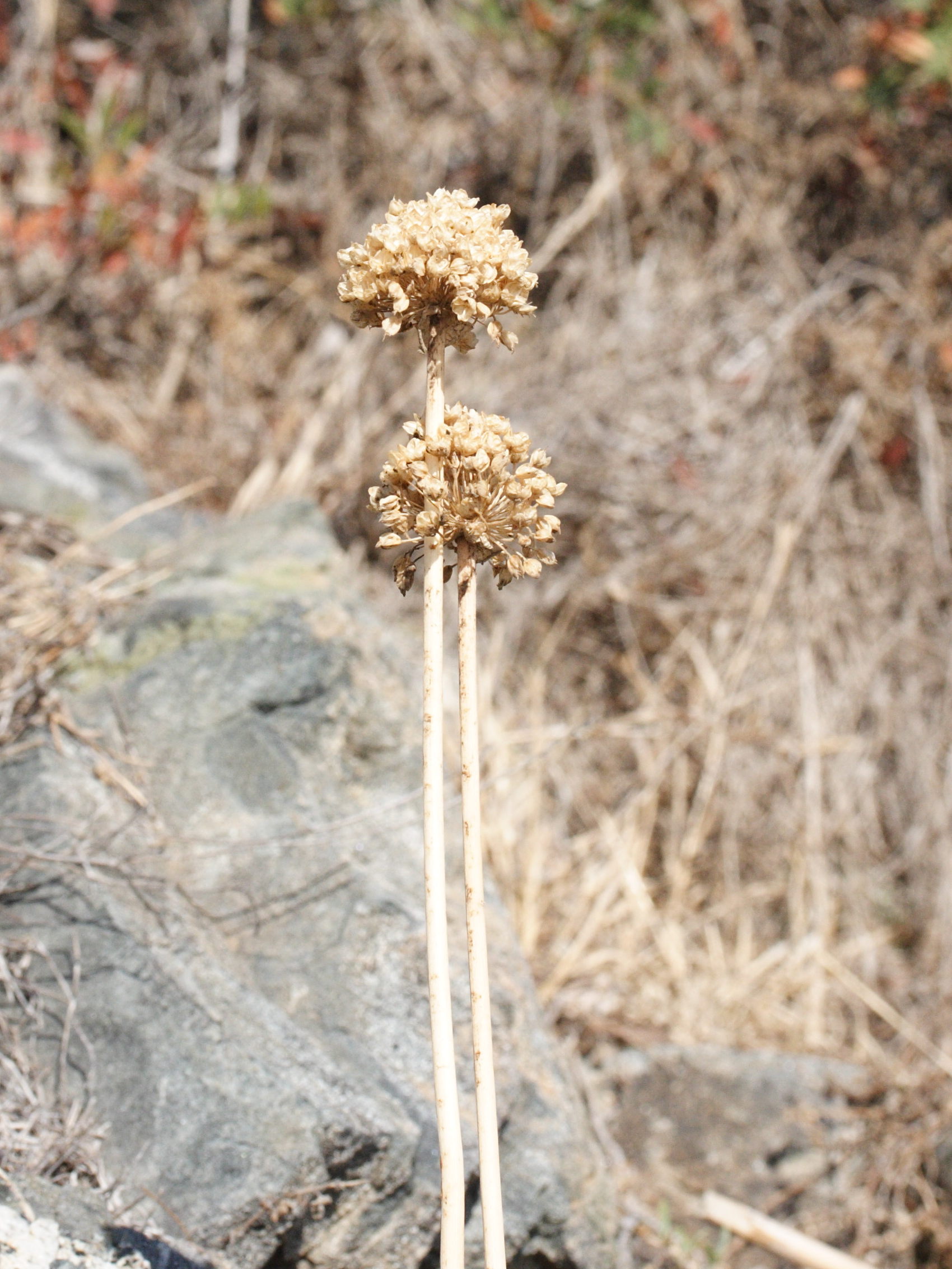 allium_commutatum3md