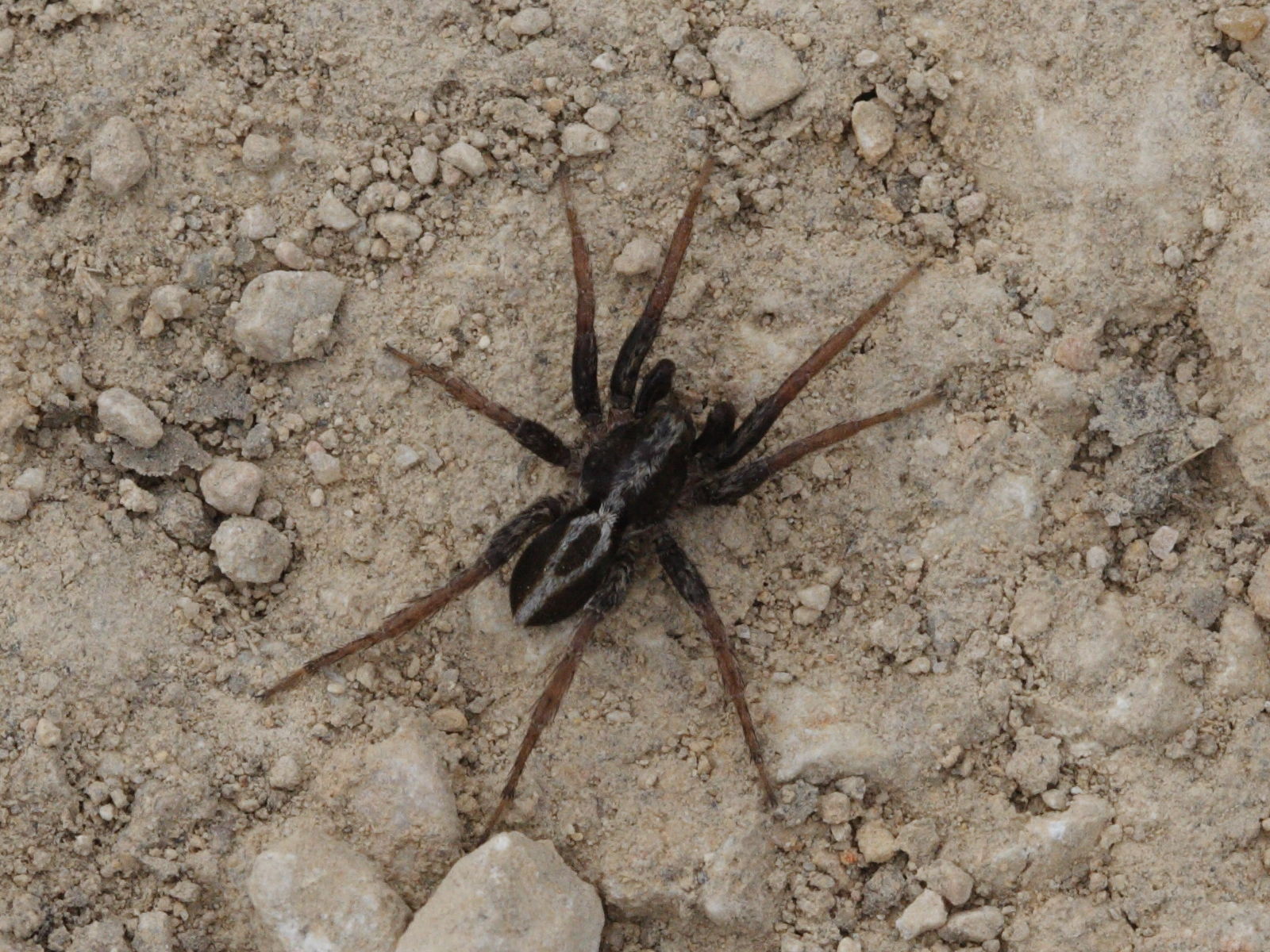 alopecosa_albofasciata1md