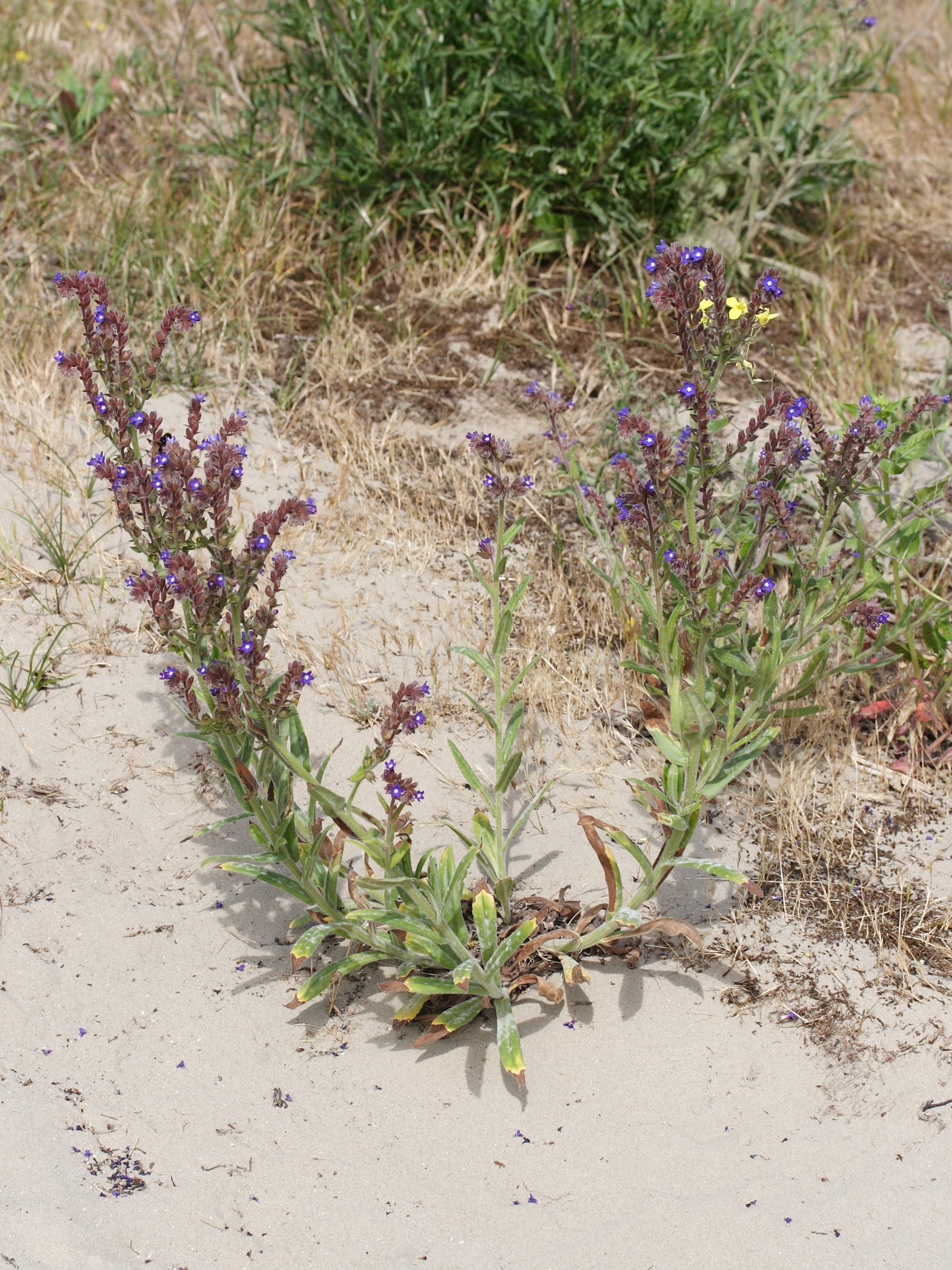 Afficher le média anchusa_officinalis1amd anchusa_officinalis1amd