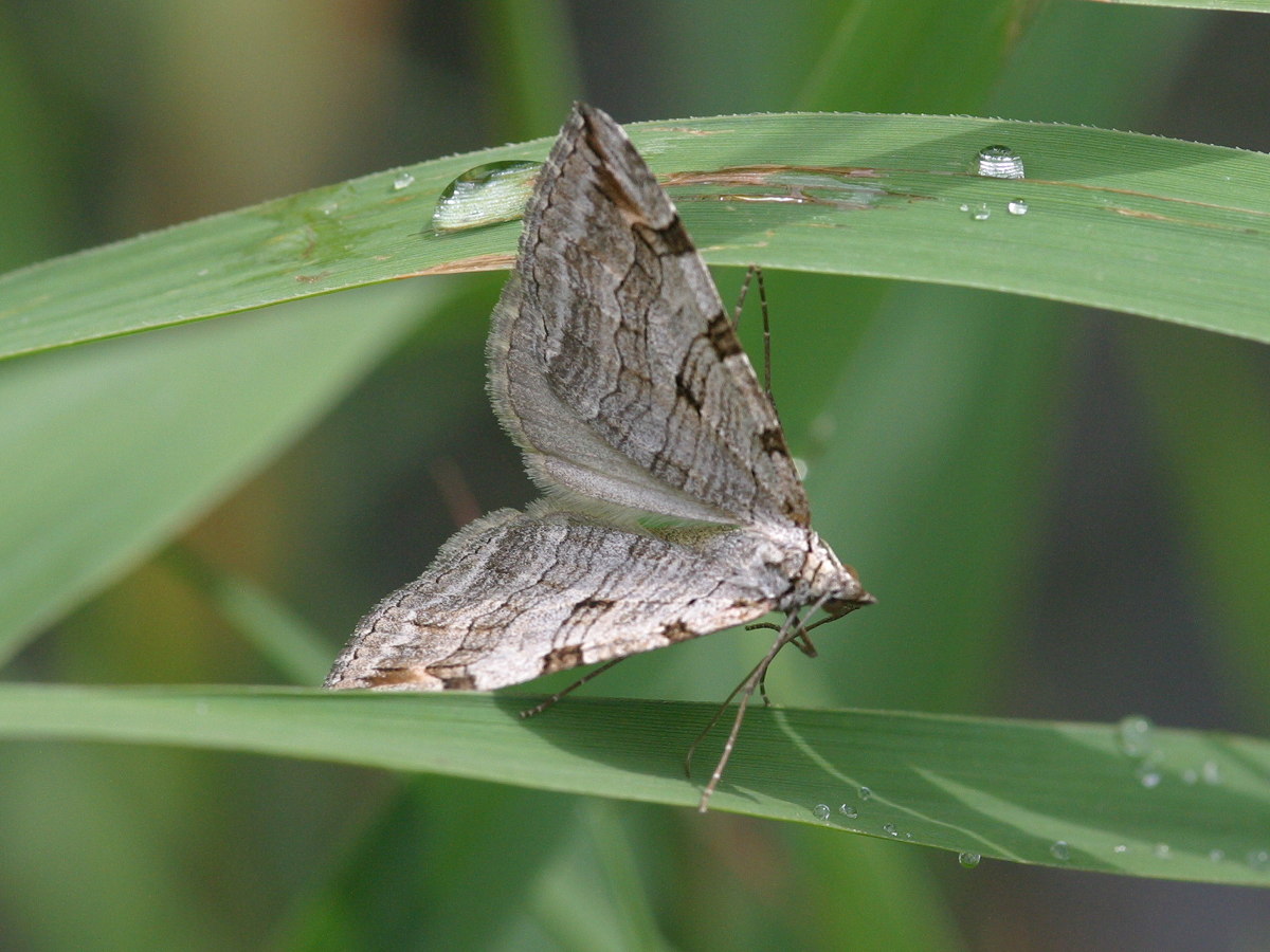 aplocera_plagiata2bd