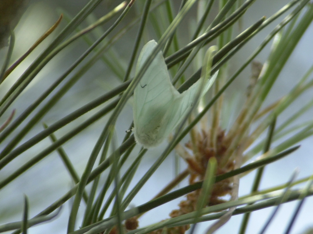 arctornis_i-nigrum1md