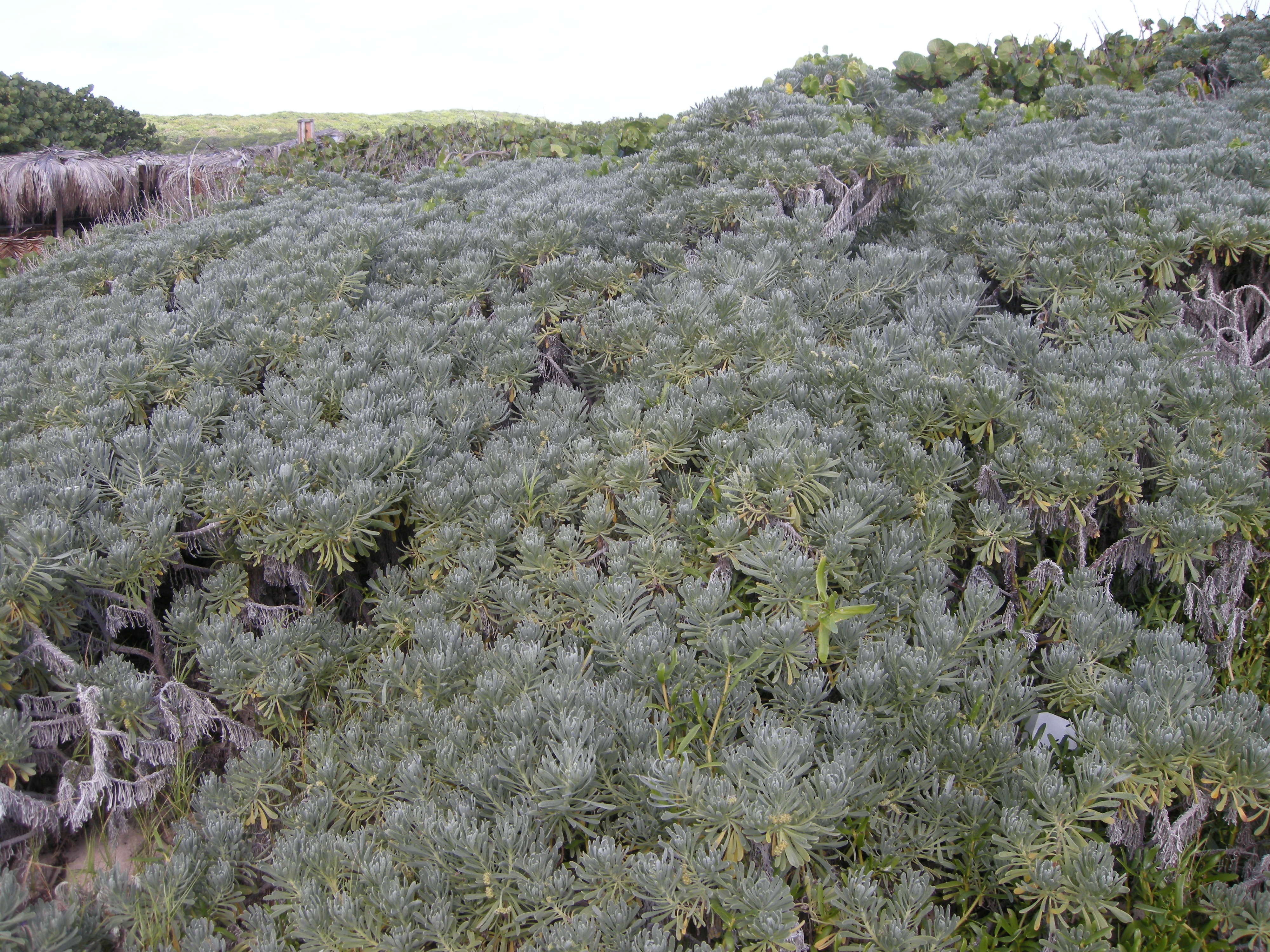 argusia_gnaphalodes1md