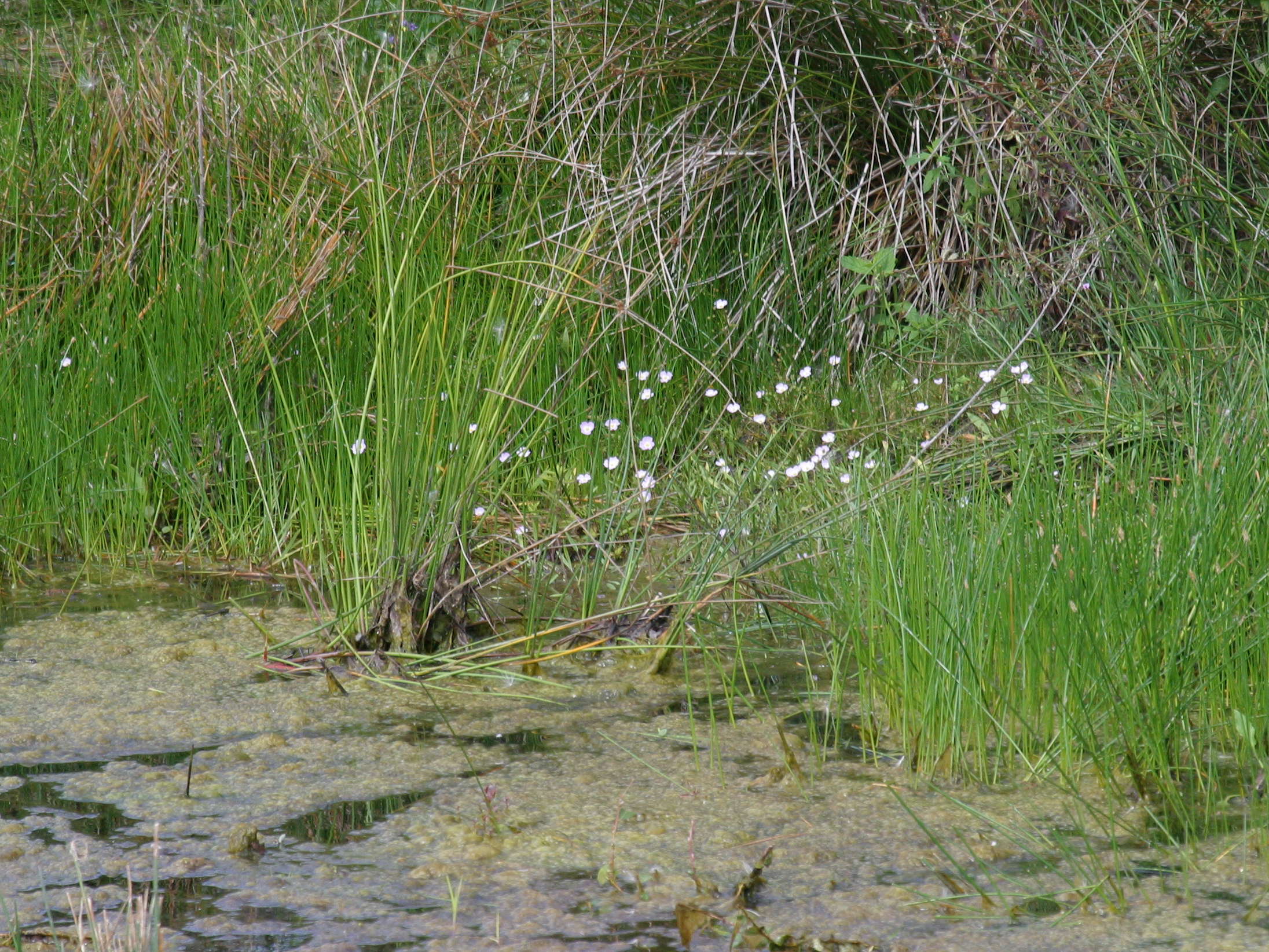 baldellia_ranunculoides5bd