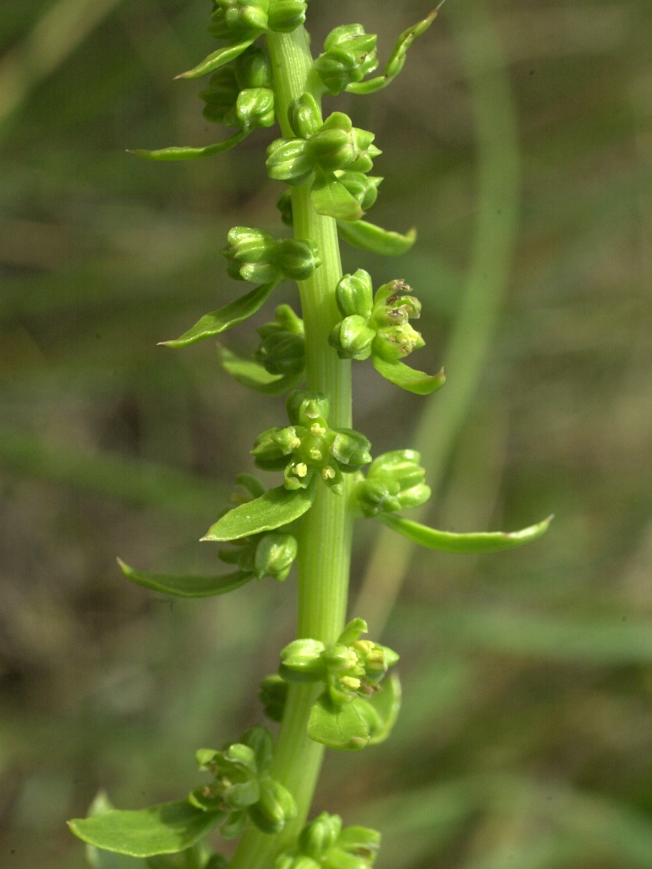 Afficher le média beta_maritima6md beta_maritima6md