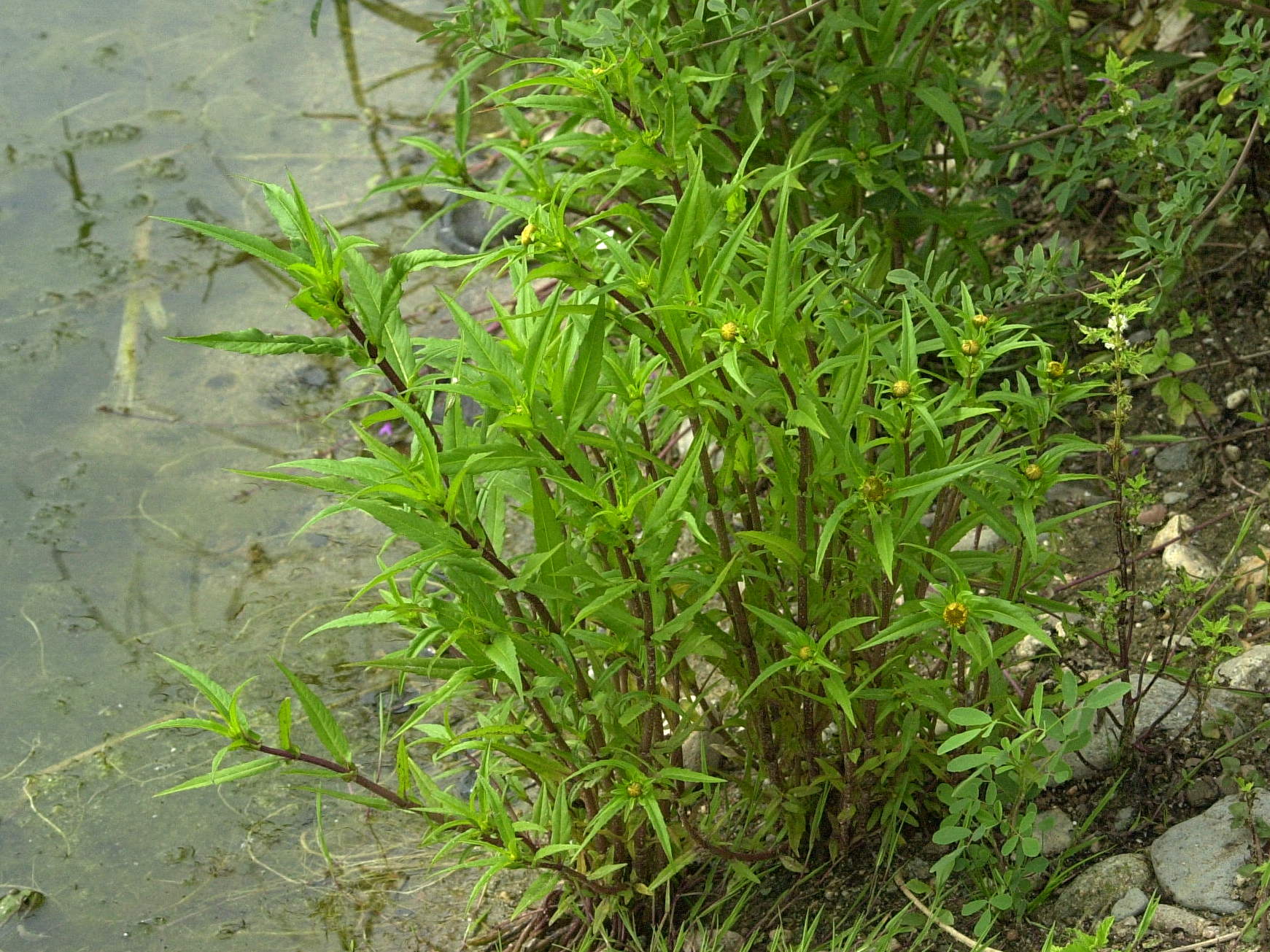 Afficher le média bidens_connata1md bidens_connata1md