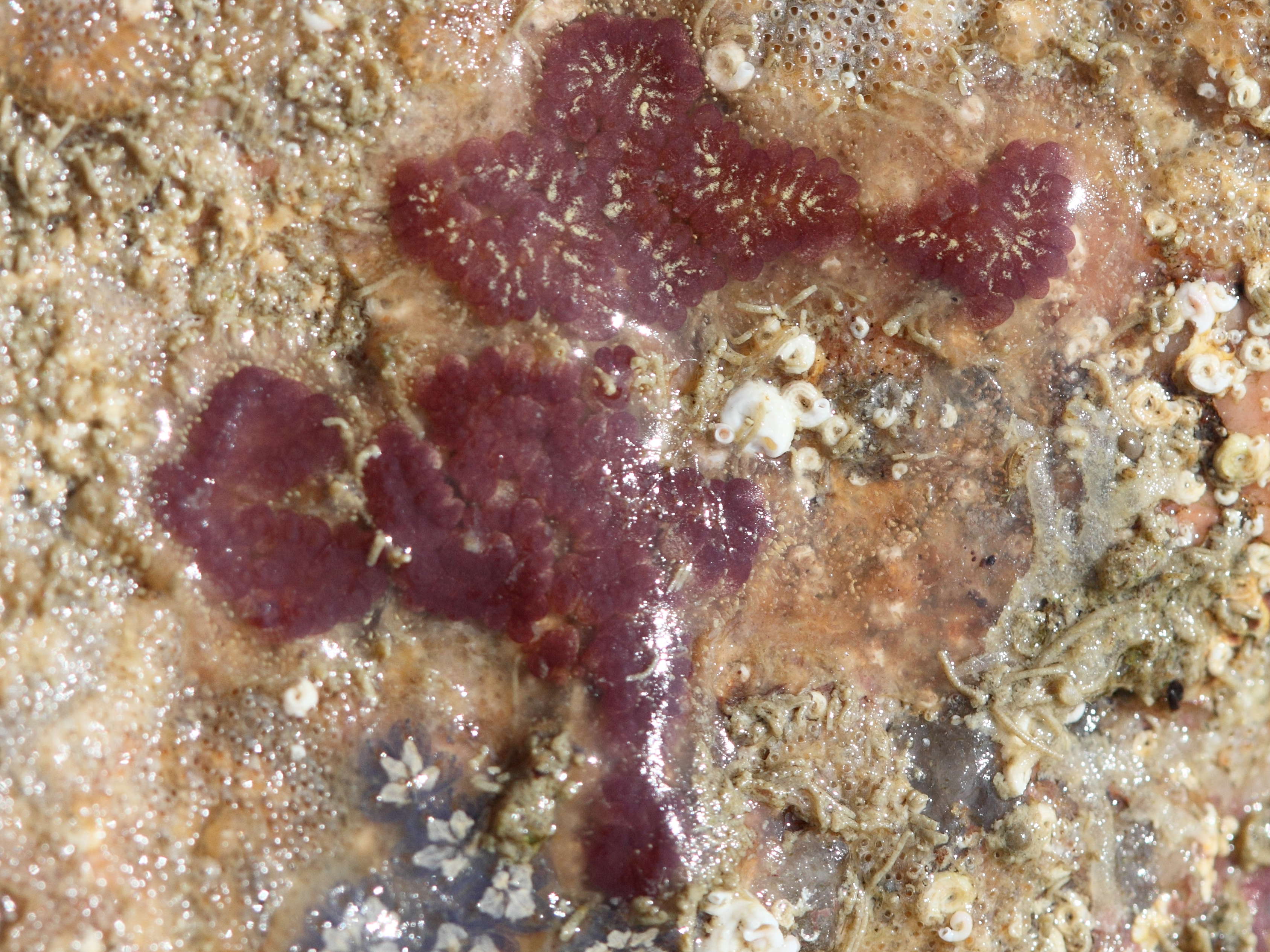 botrylloides_leachi3bd