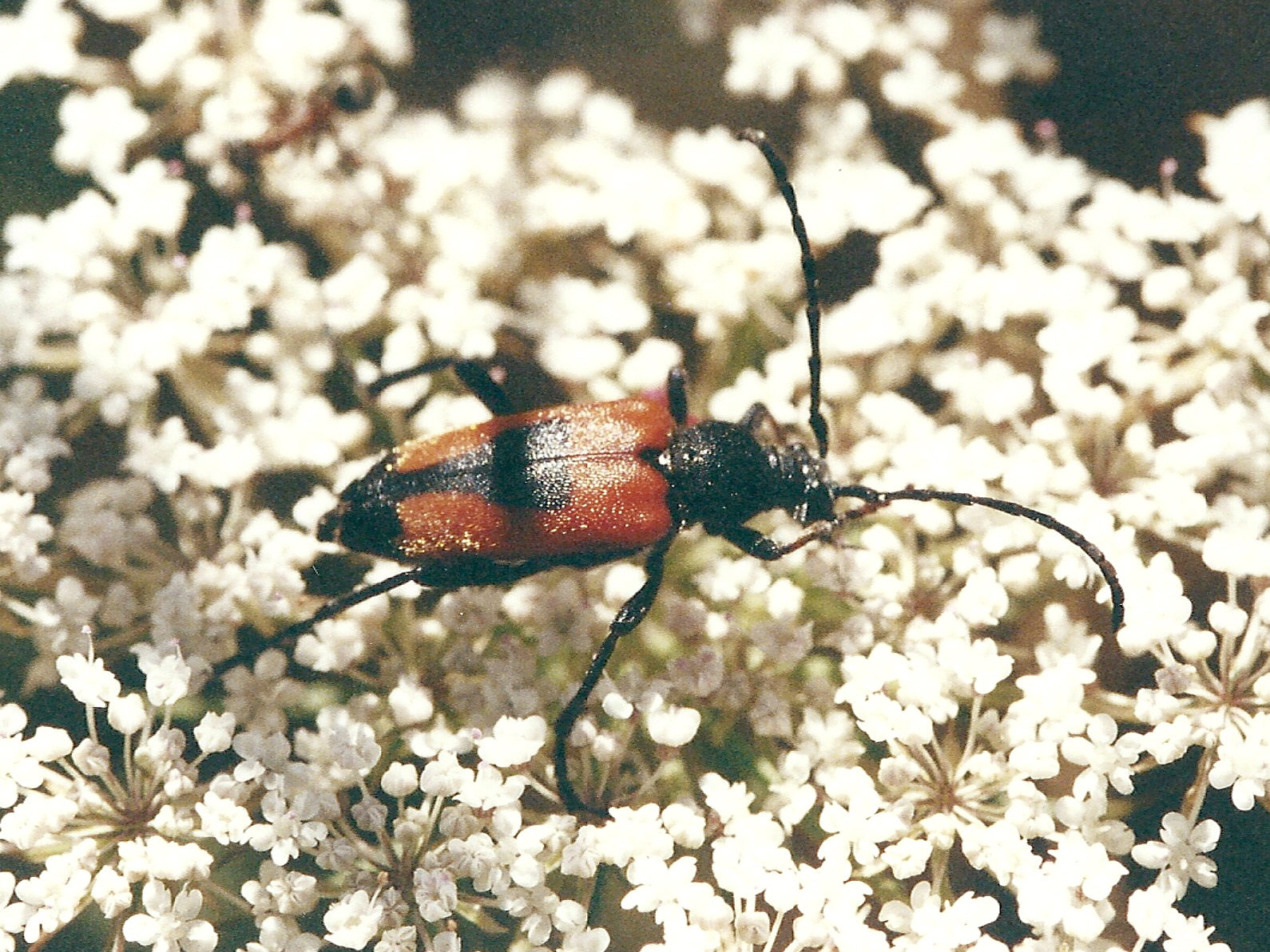 Afficher le média brachyleptura_cordigera brachyleptura_cordigera