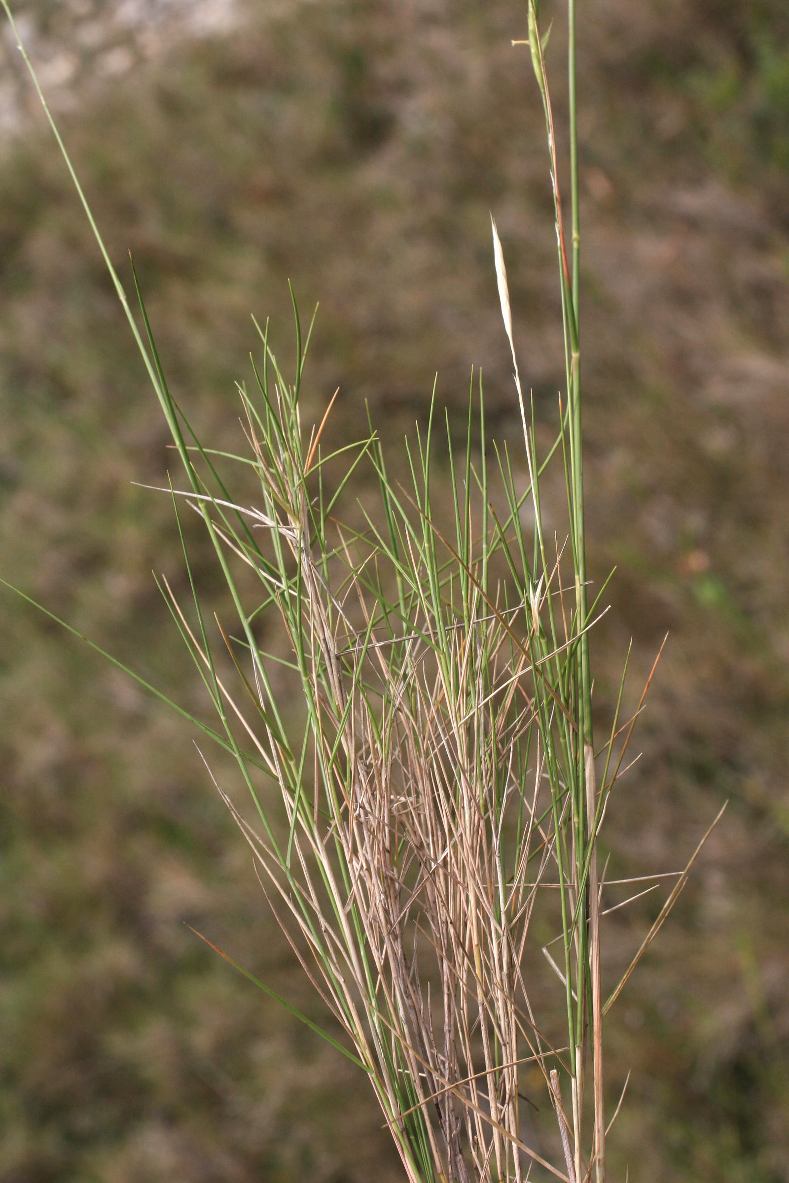 Brachypodium_retusum
