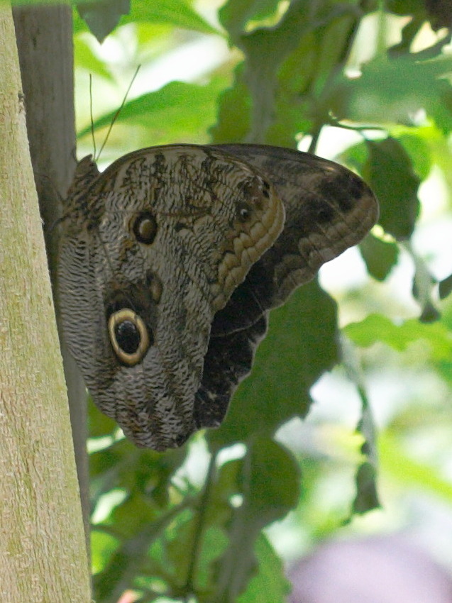 caligo_eurilochus2md