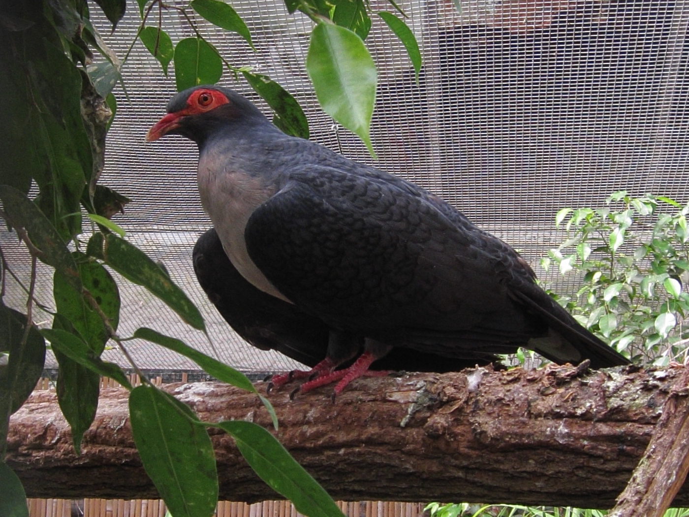 carpophage_d-albertis_-_gymnophaps_albertisii1bd