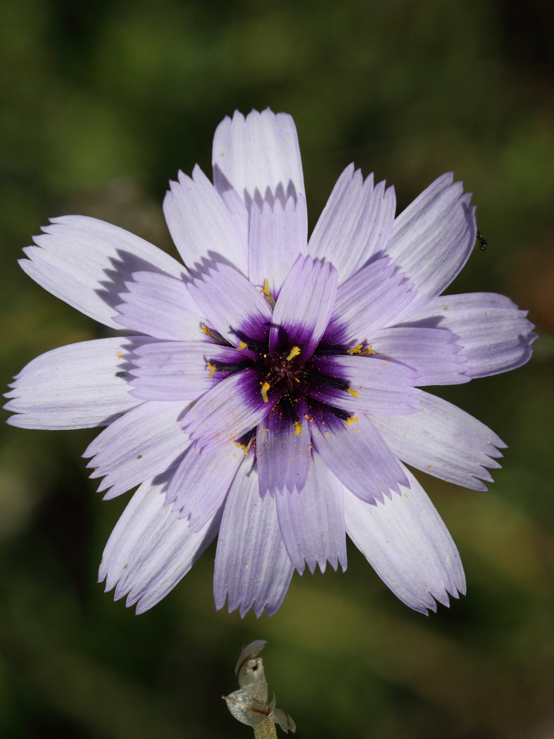 Afficher le média Catananche_caerulea Catananche_caerulea