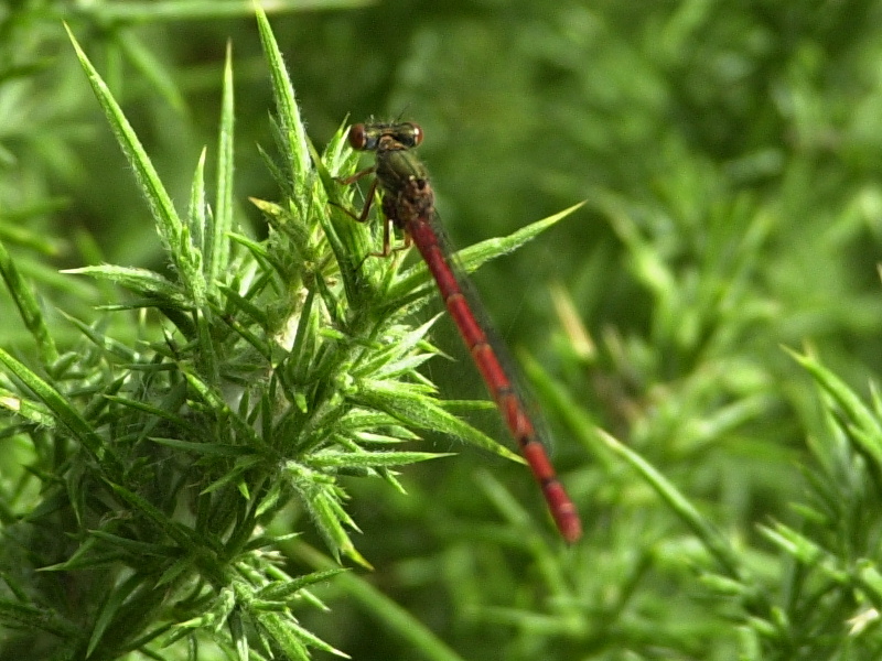 ceriagrion_tenellum1md