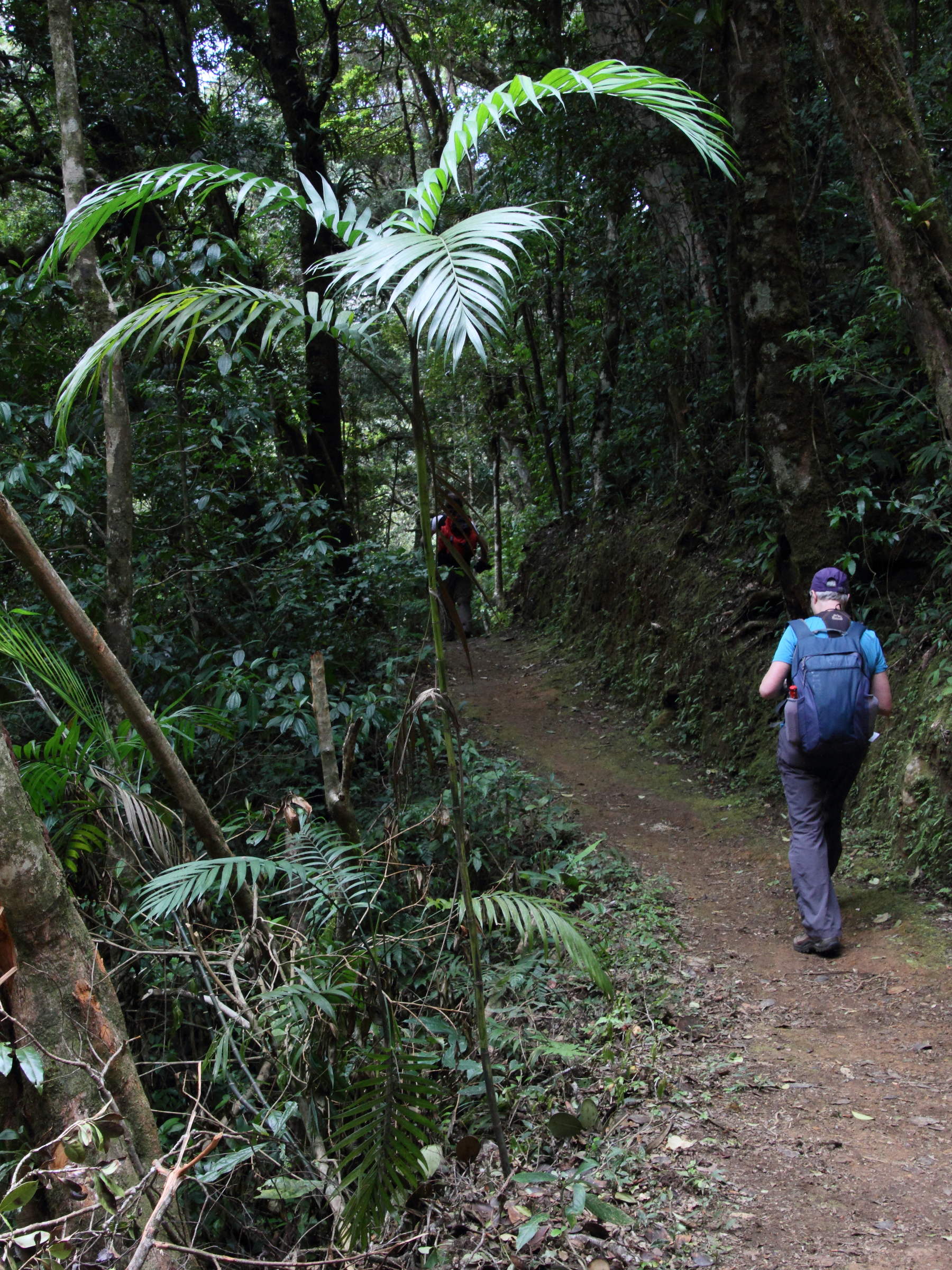 chamaedorea_costaricana1md