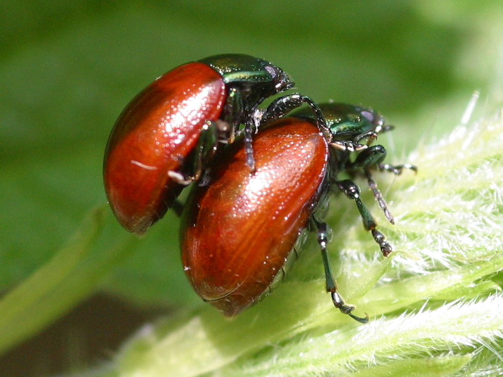 chrysolina_polita3bd
