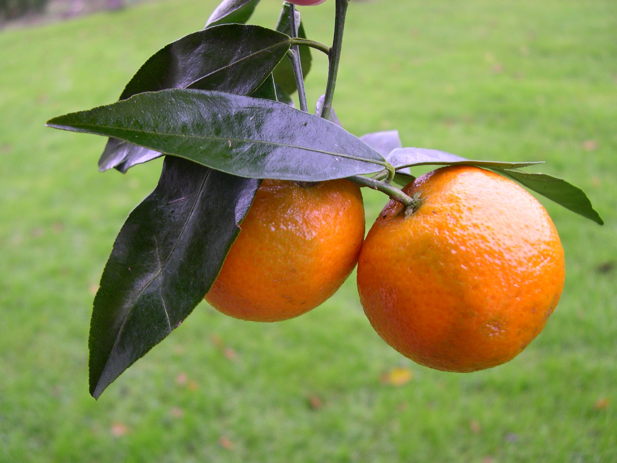 Afficher le média citrus_reticulata_clementine1md citrus_reticulata_clementine1md