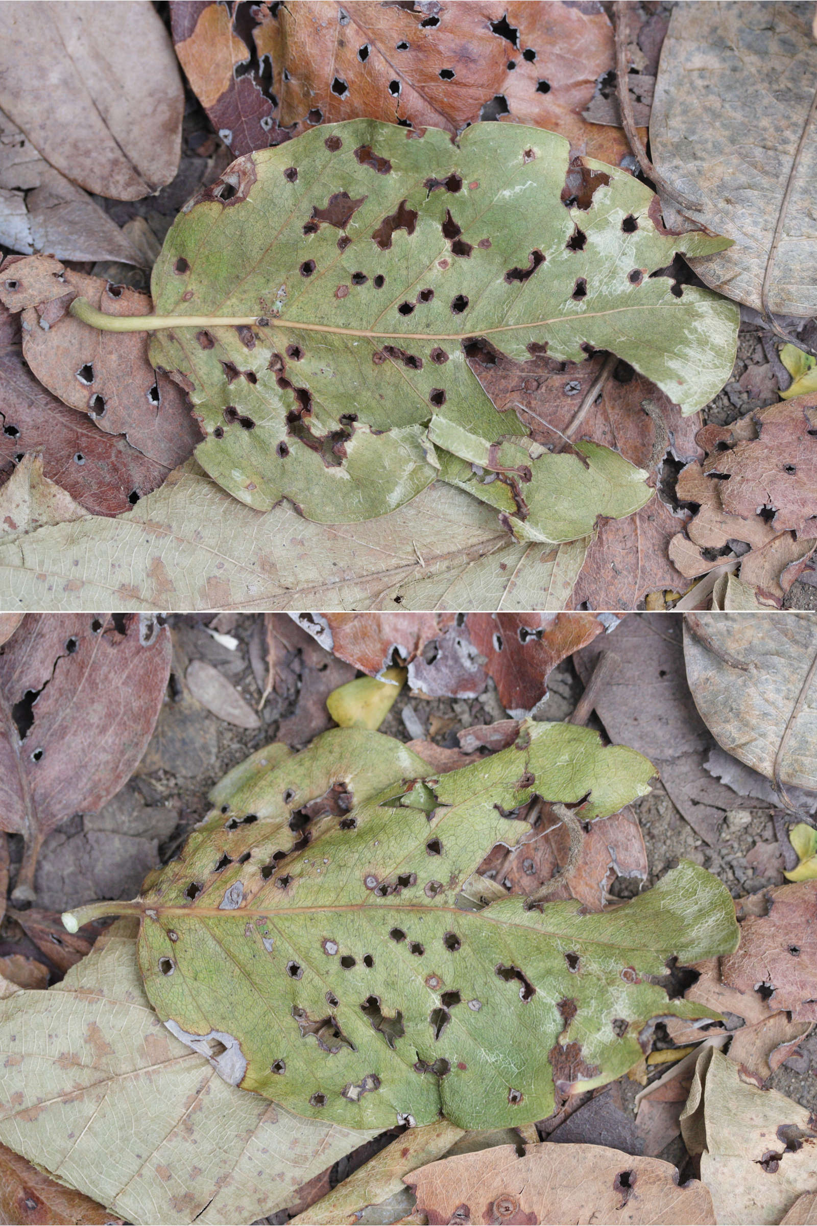 coccoloba_swartzii3md