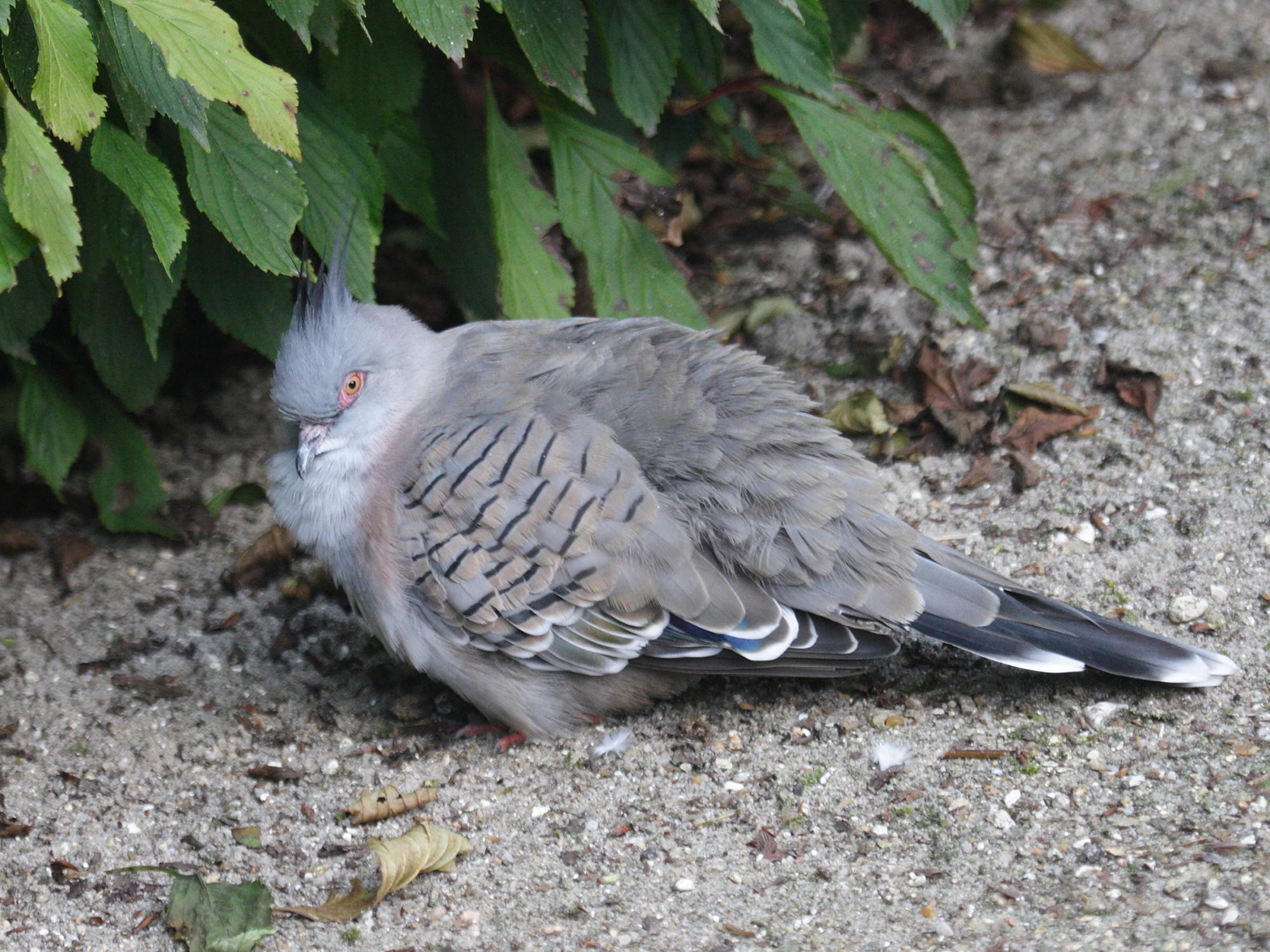 colombine_longup_-_ocyphaps_lophotes1bd