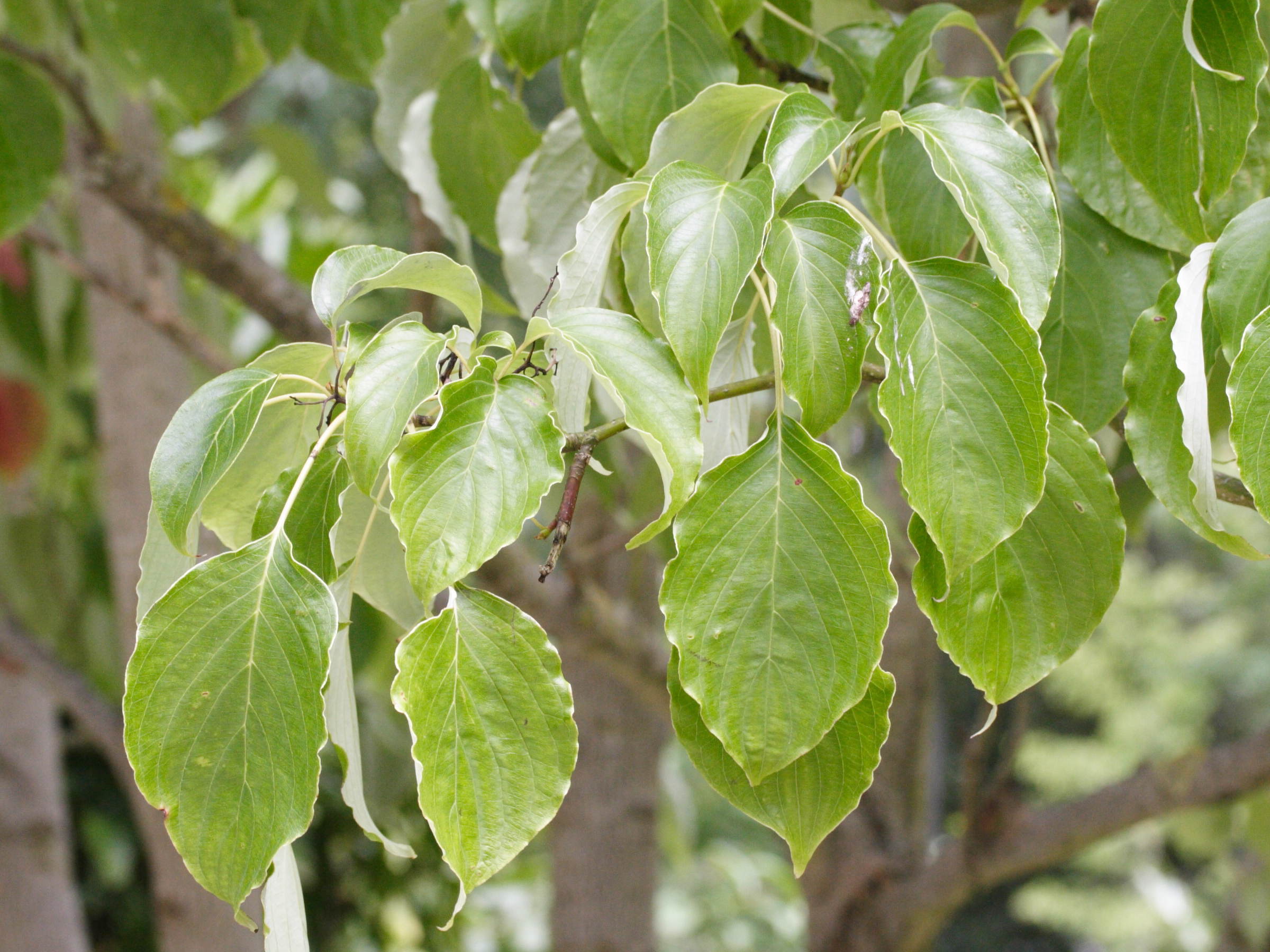 Afficher le média cornus_controversa2md cornus_controversa2md