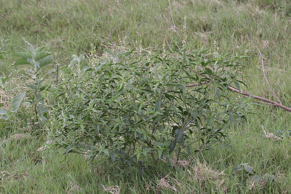 croton_bonplandianus4bd