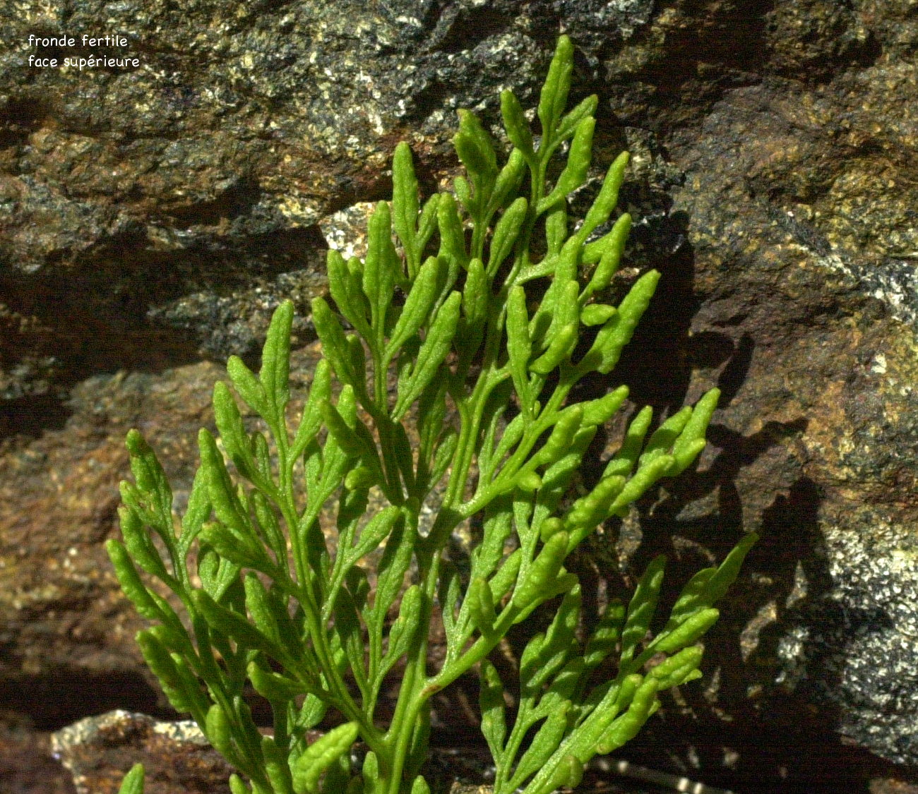 cryptogramma_crispa2md