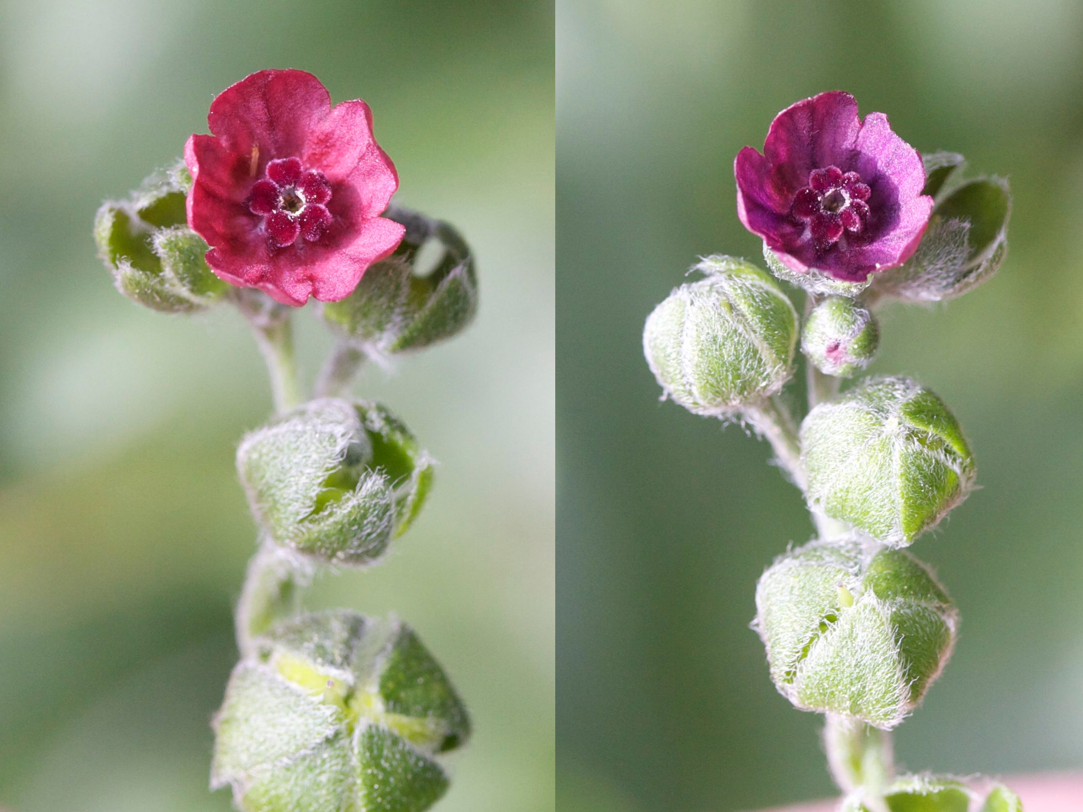 Afficher le média cynoglossum_officinale4md cynoglossum_officinale4md