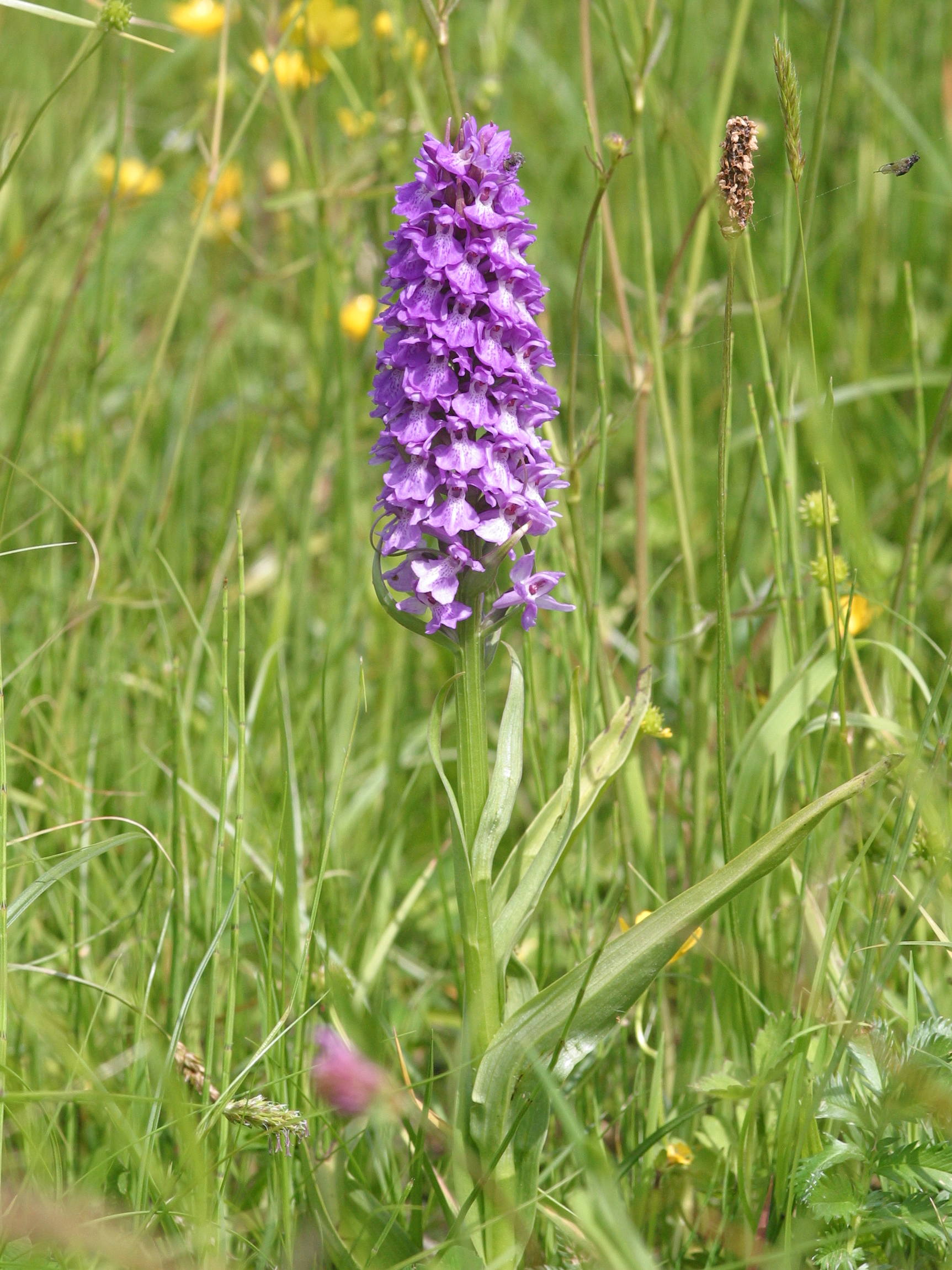 Afficher le média Dactylorhiza_praetermissa Dactylorhiza_praetermissa