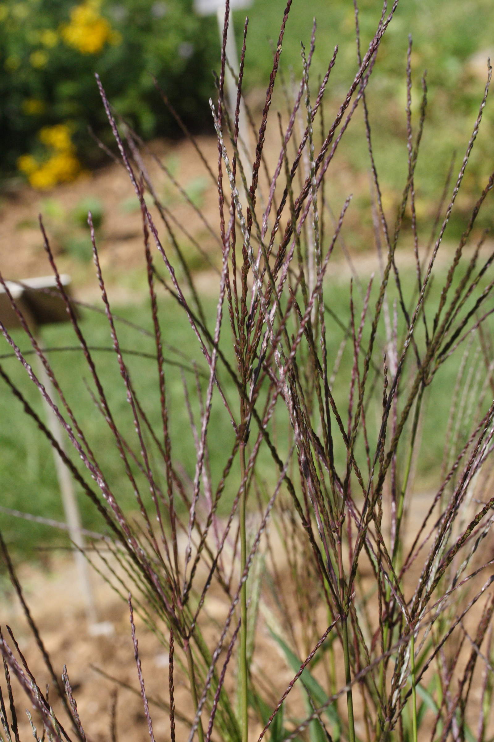 digitaria_sanguinalis2md