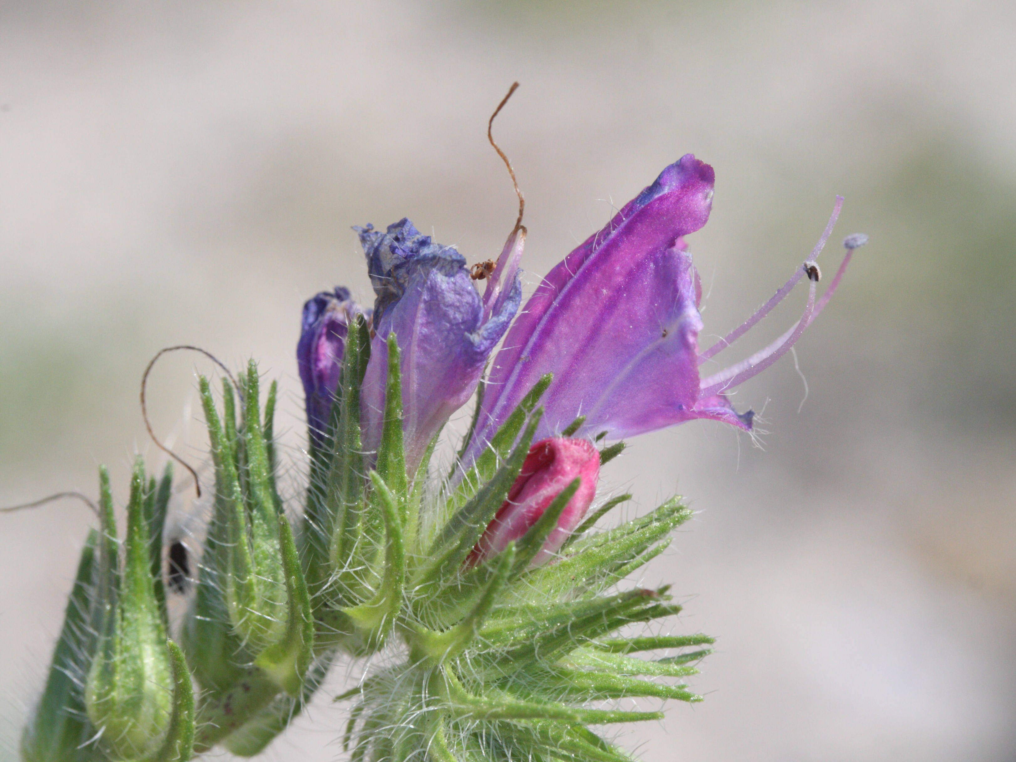 Afficher le média echium_plantagineum2md echium_plantagineum2md