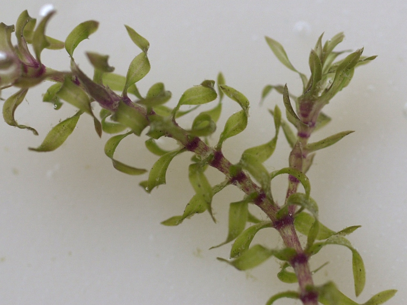 elodea_nuttallii2md