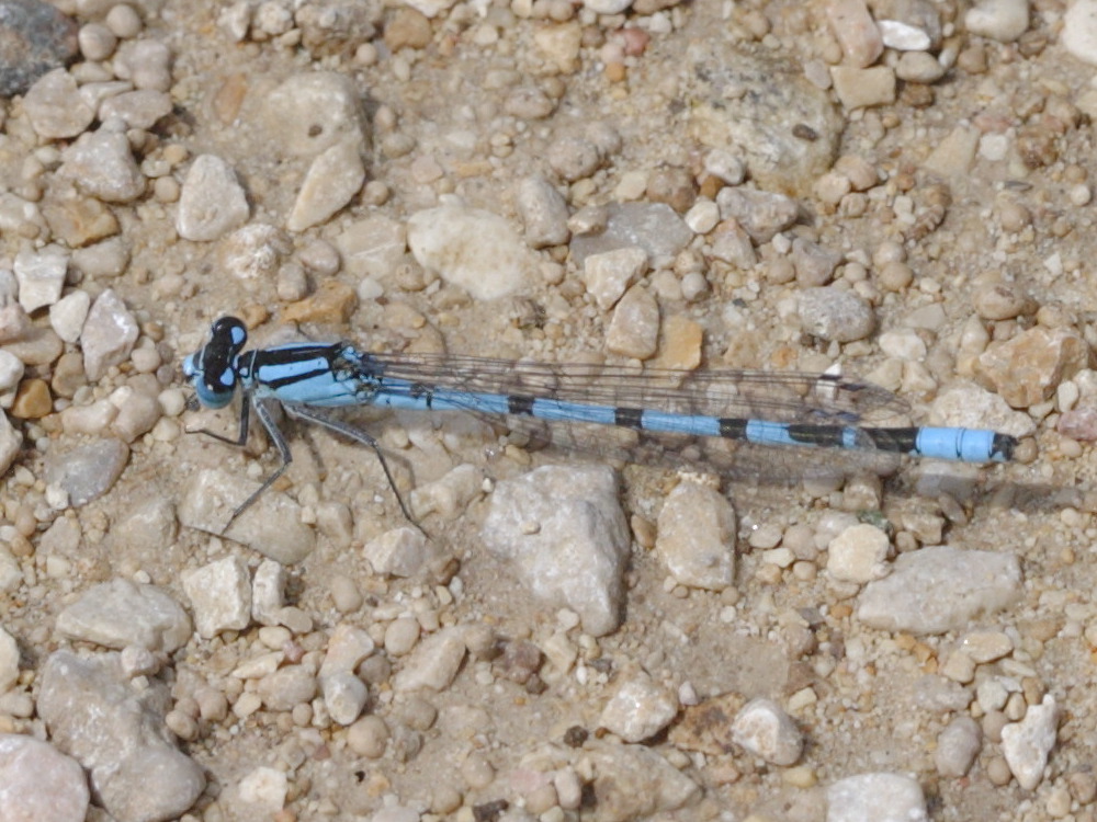 enallagma_cyathigerum5md