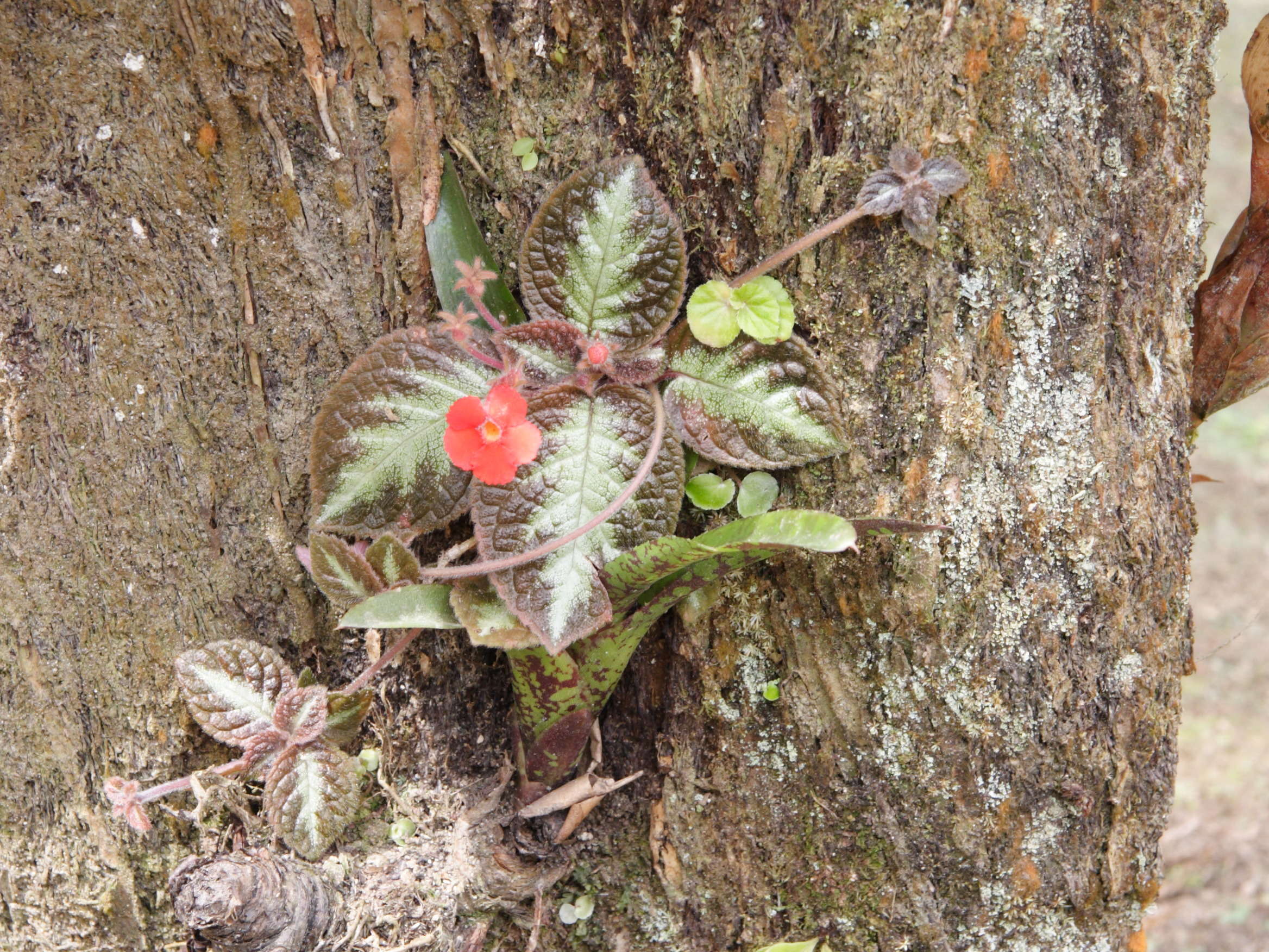 episcia_cupreata1md
