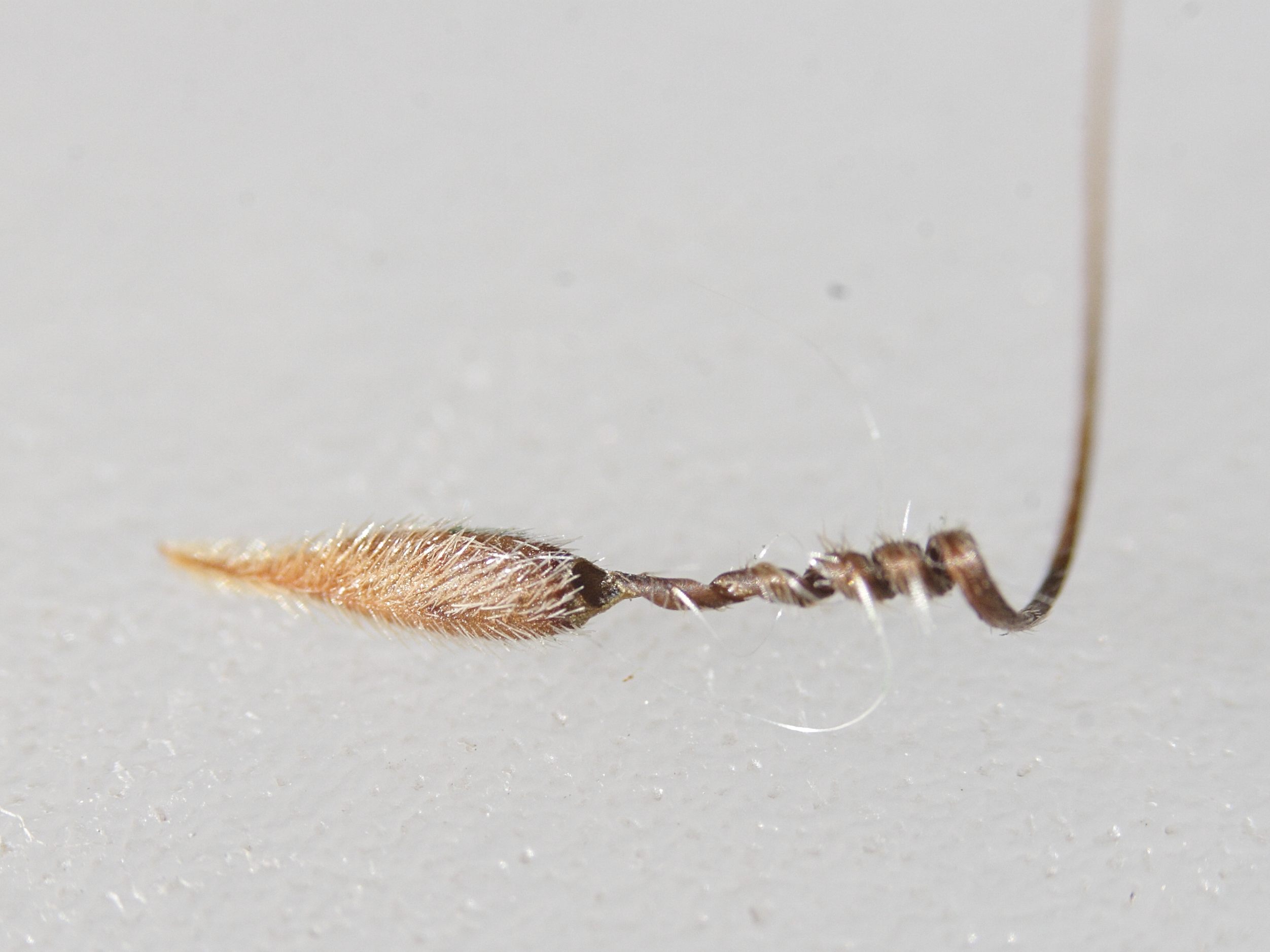 erodium_cicutarium_dunense3md