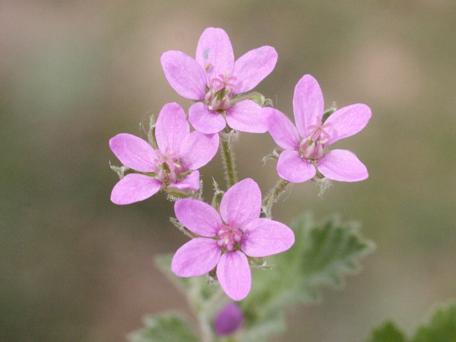 Erodium_malacoides