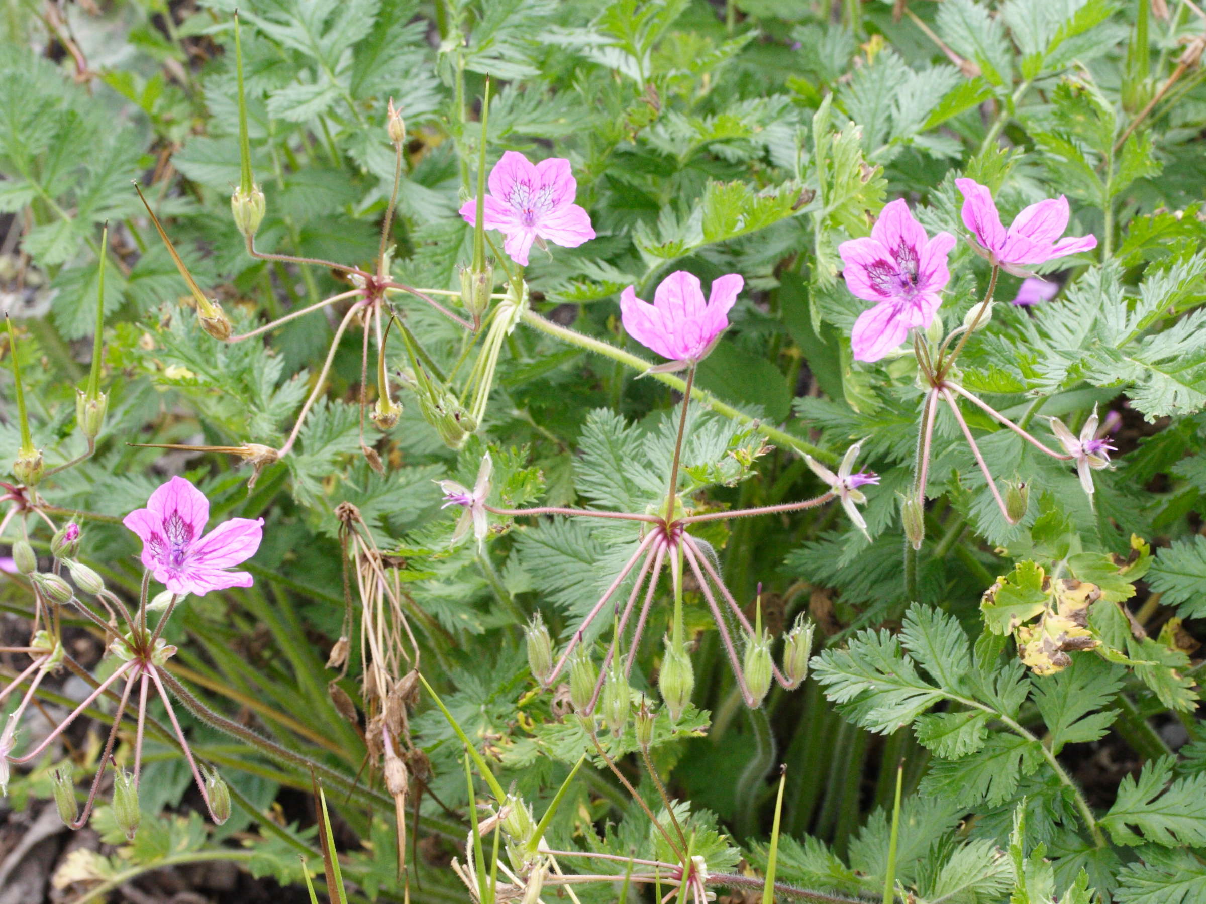 Afficher le média erodium_manescavii1bmd erodium_manescavii1bmd