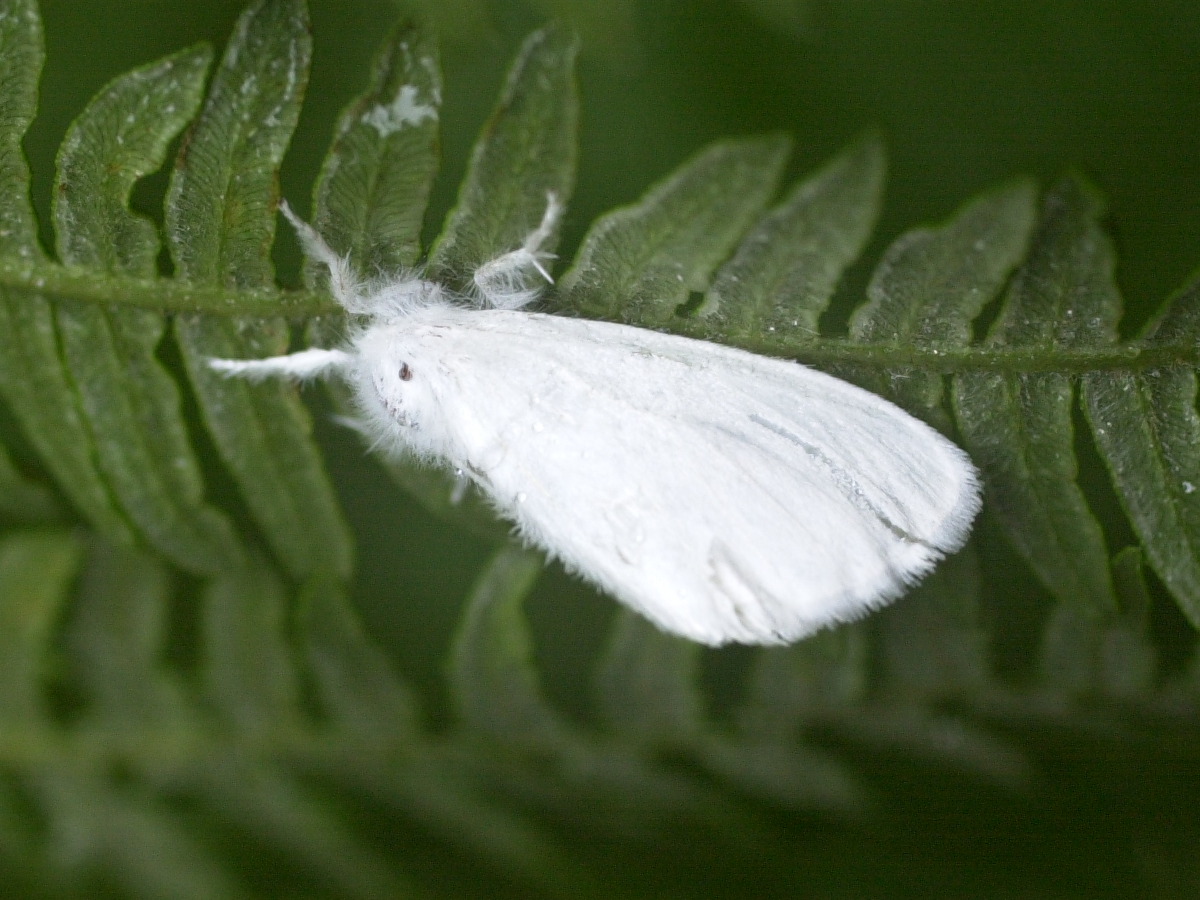 euproctis_similis1md