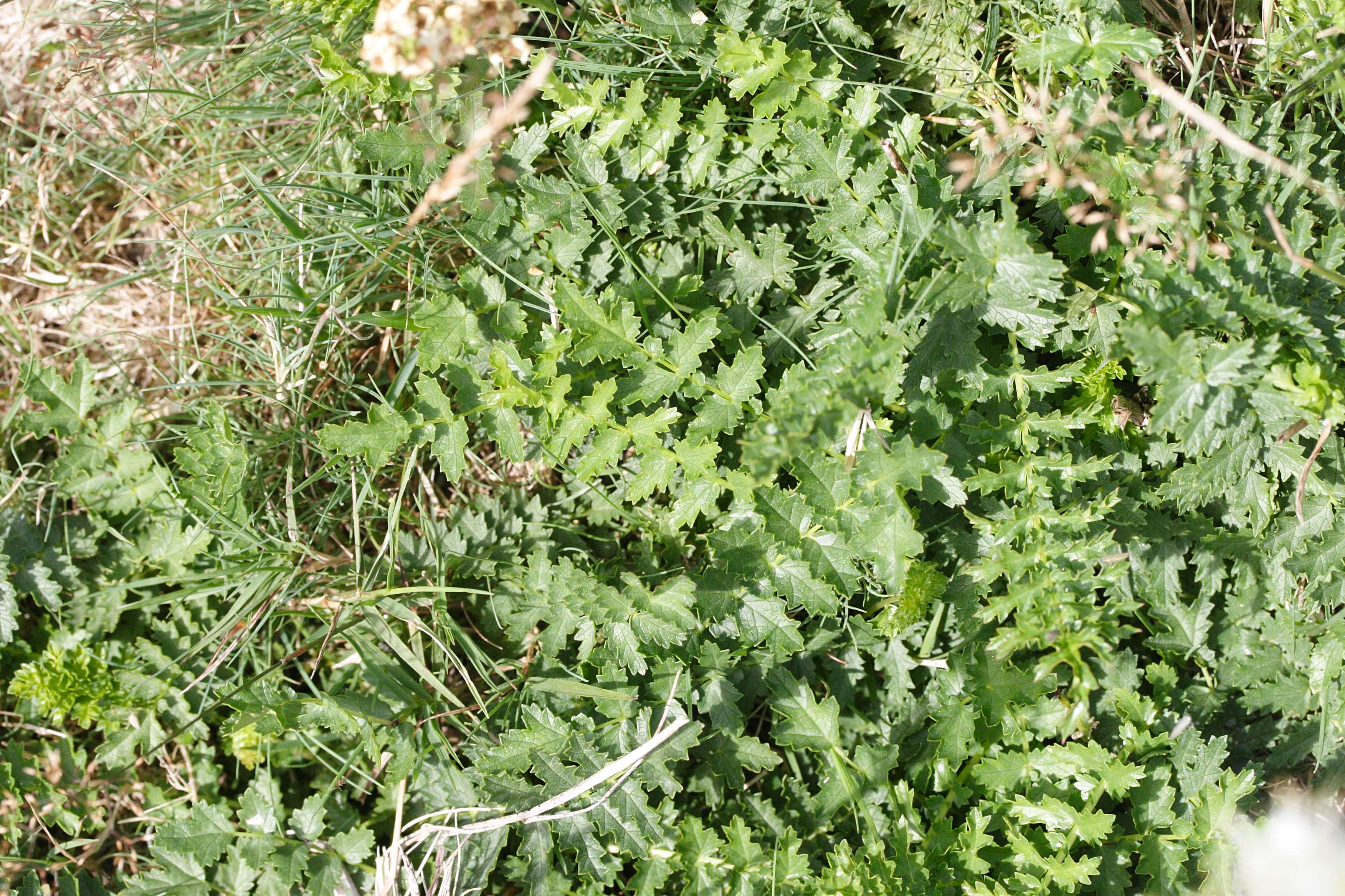 Afficher le média Filipendula_vulgaris Filipendula_vulgaris