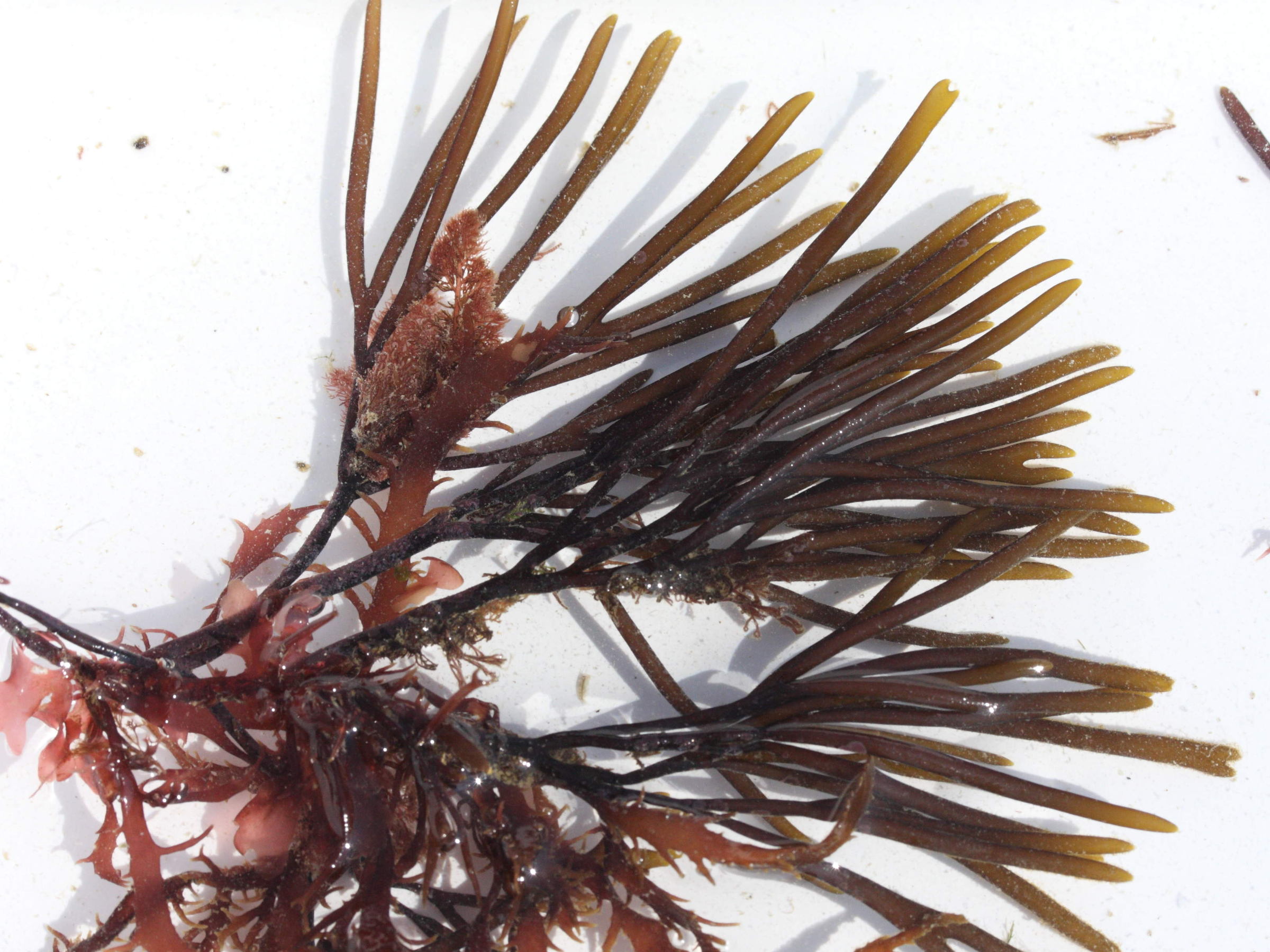 Afficher le média furcellaria_lumbricalis2md furcellaria_lumbricalis2md