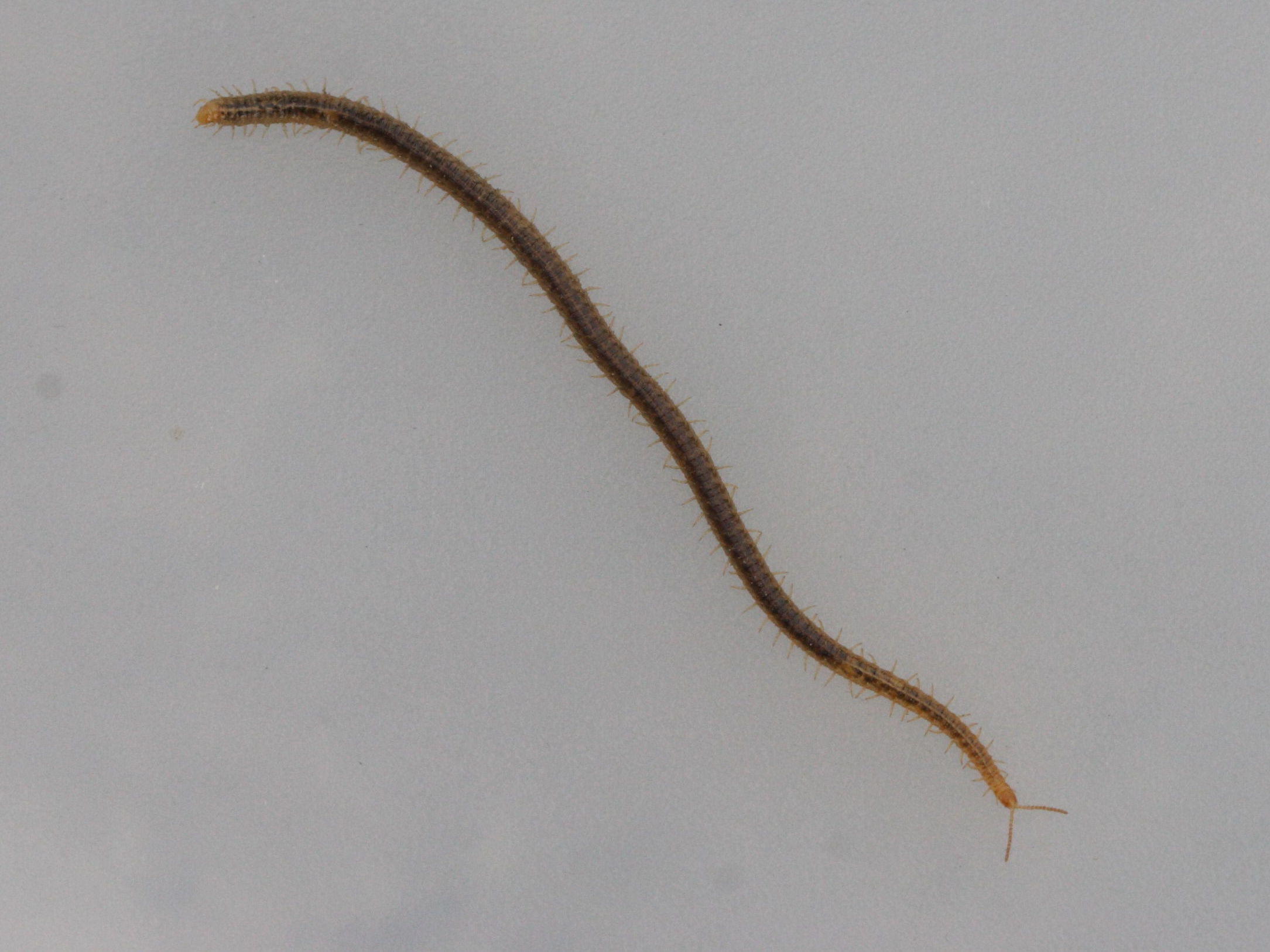 geophilus_carpophagus1md