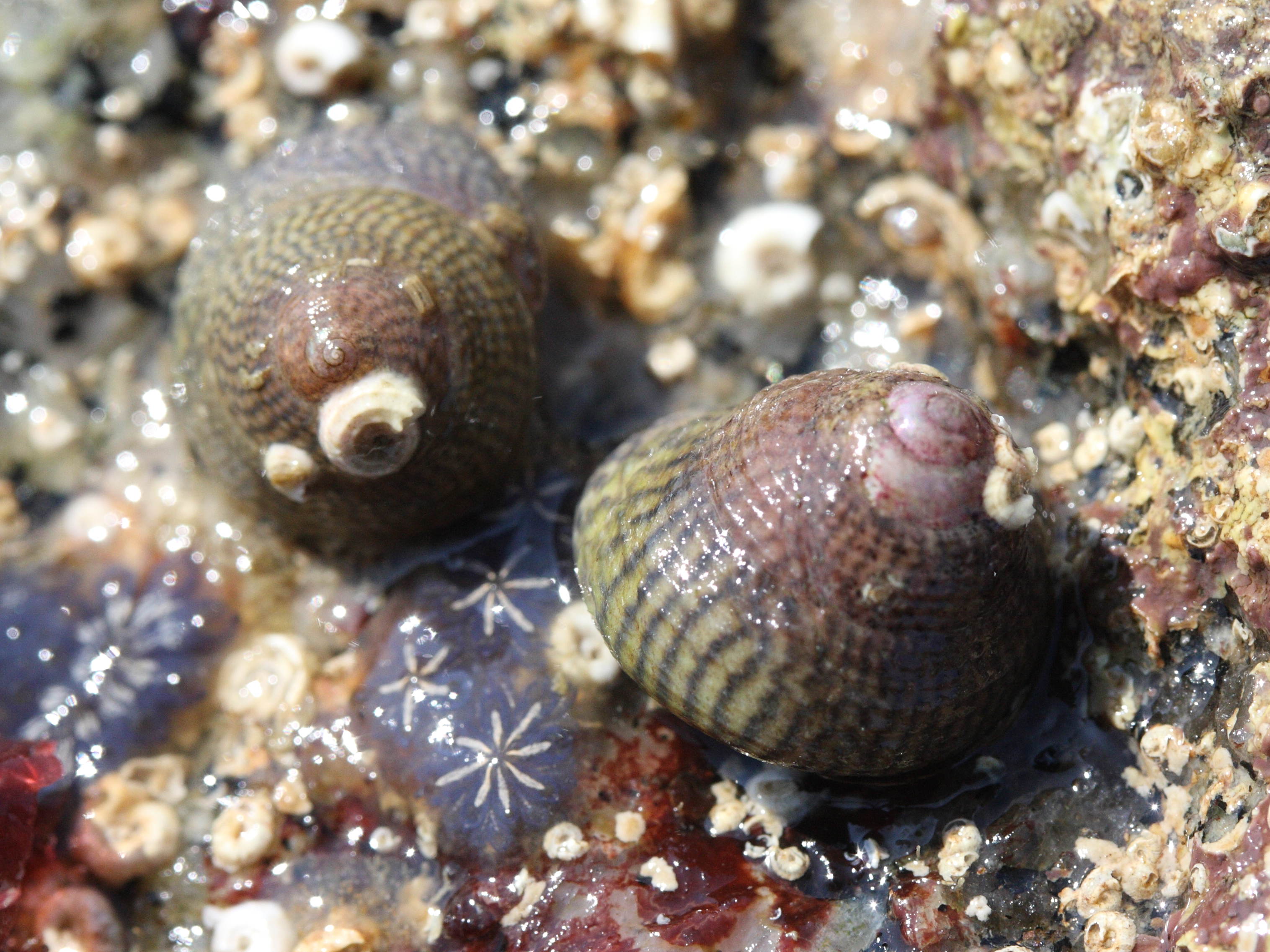 gibbula_cineraria4md