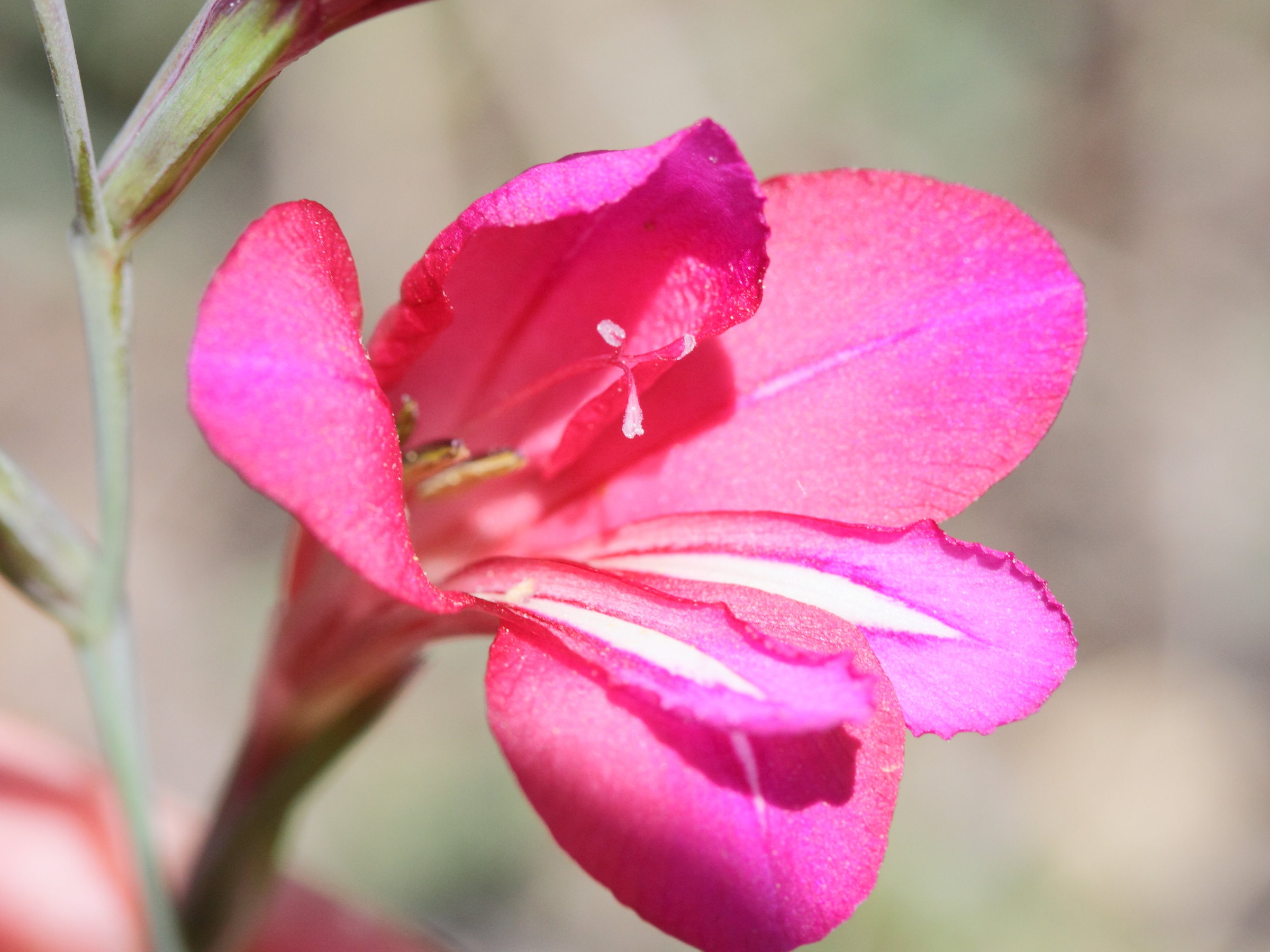 gladiolus_communis1md