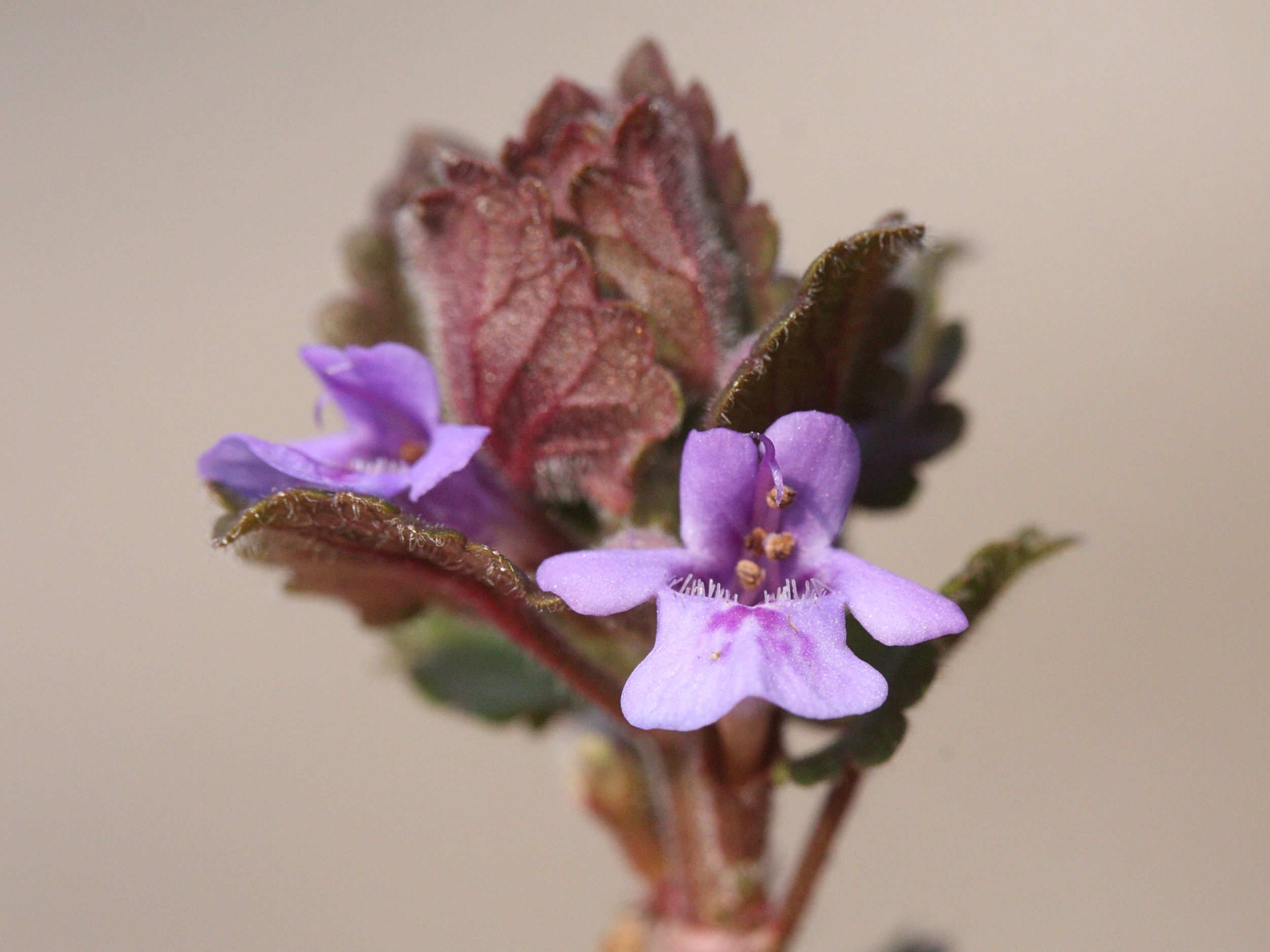 Afficher le média glechoma_hederacea3md glechoma_hederacea3md