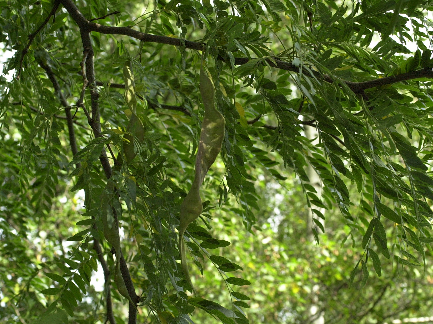 gleditsia_triacanthos3md