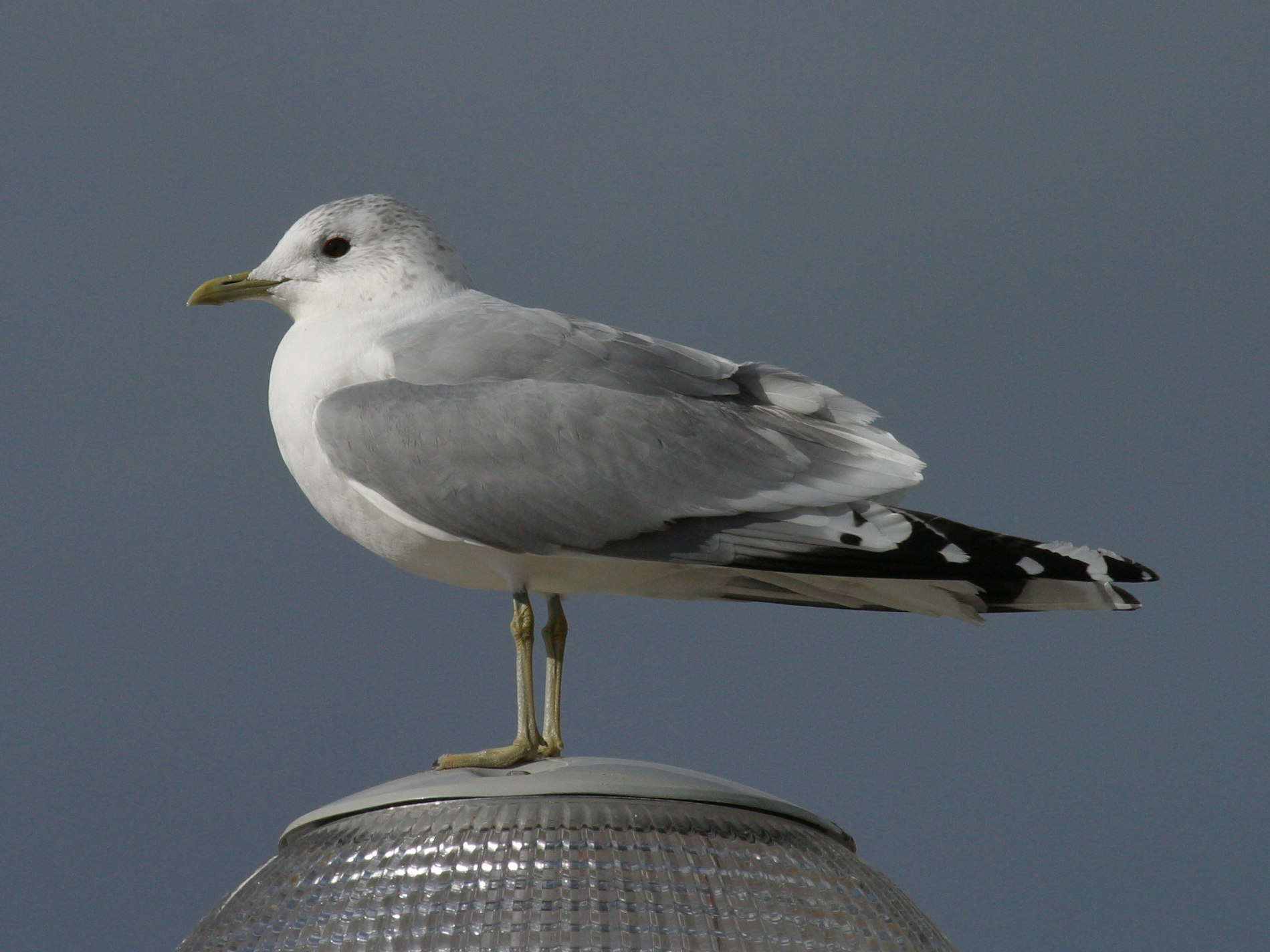 goeland_cendre_-_larus_canus2md