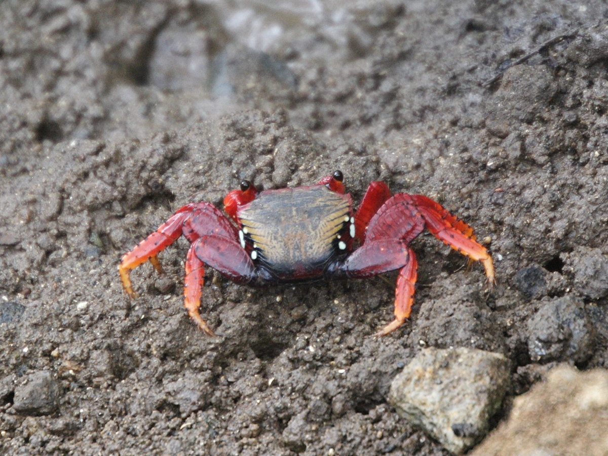 Afficher le média goniopsis_cruentata2md goniopsis_cruentata2md
