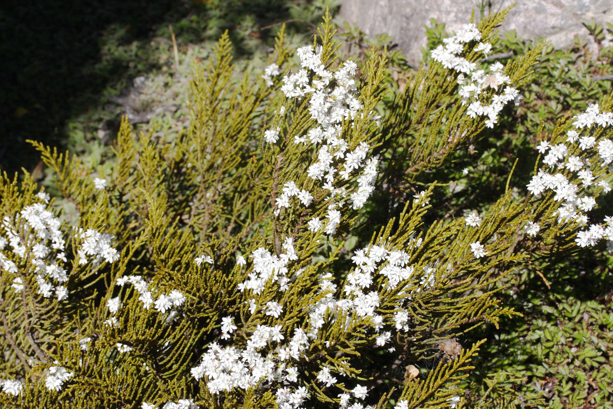 Afficher le média hebe_ochracea1md hebe_ochracea1md