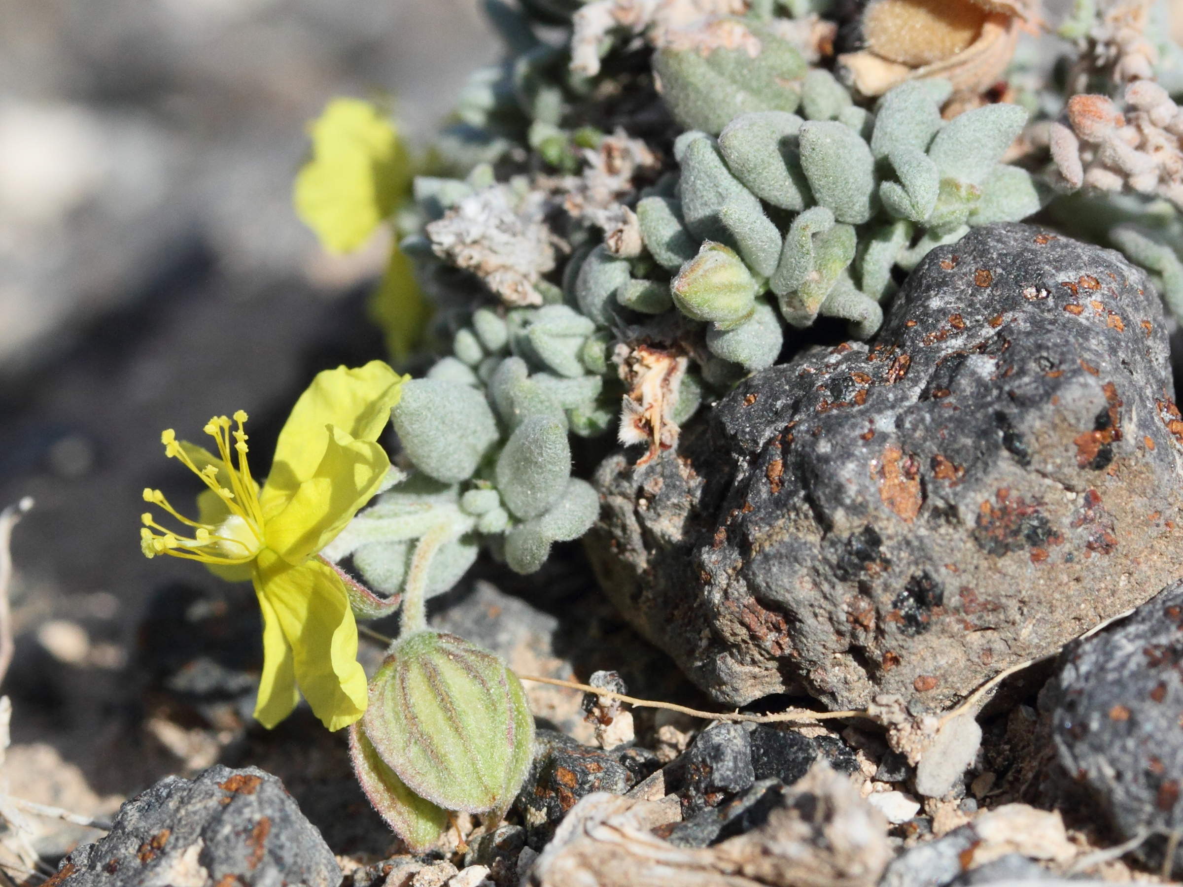 Afficher le média helianthemum_canariense2md helianthemum_canariense2md