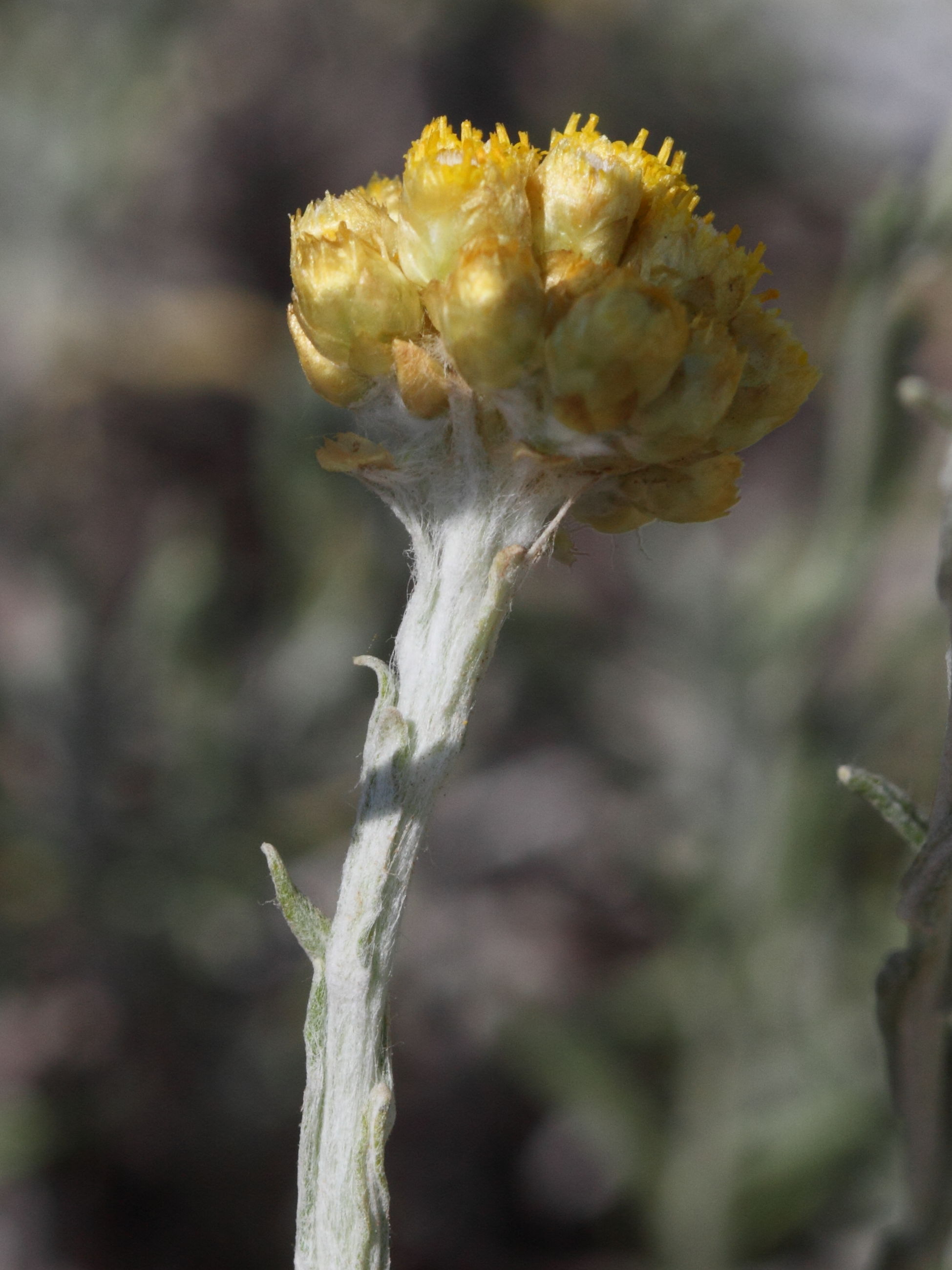 helichrysum_conglobatum2bd