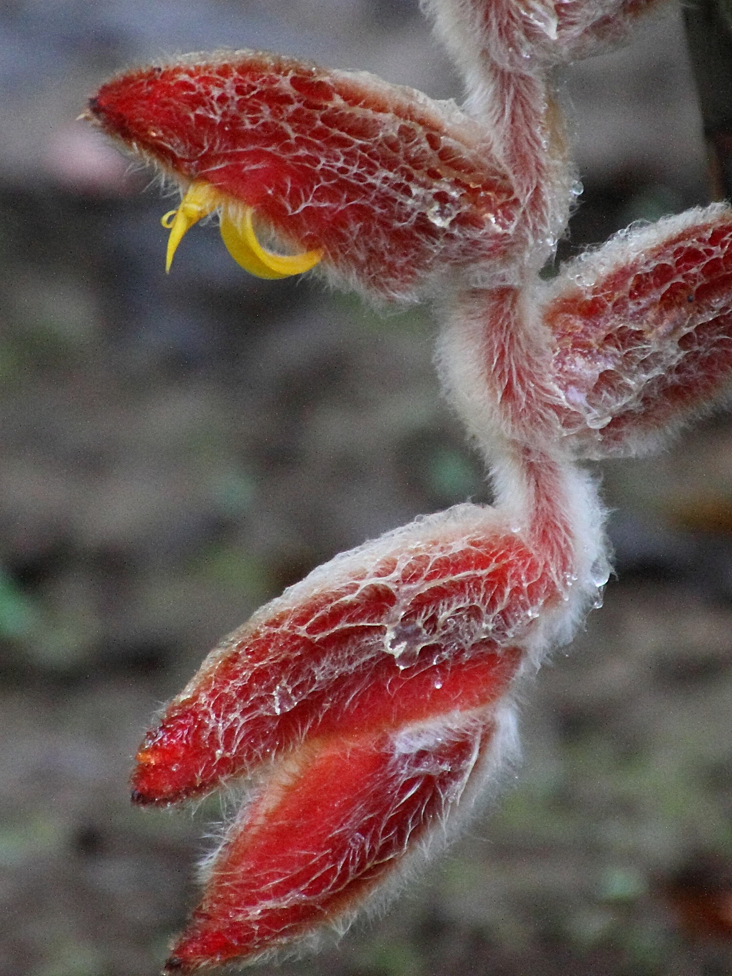 heliconia_danielsiana5md