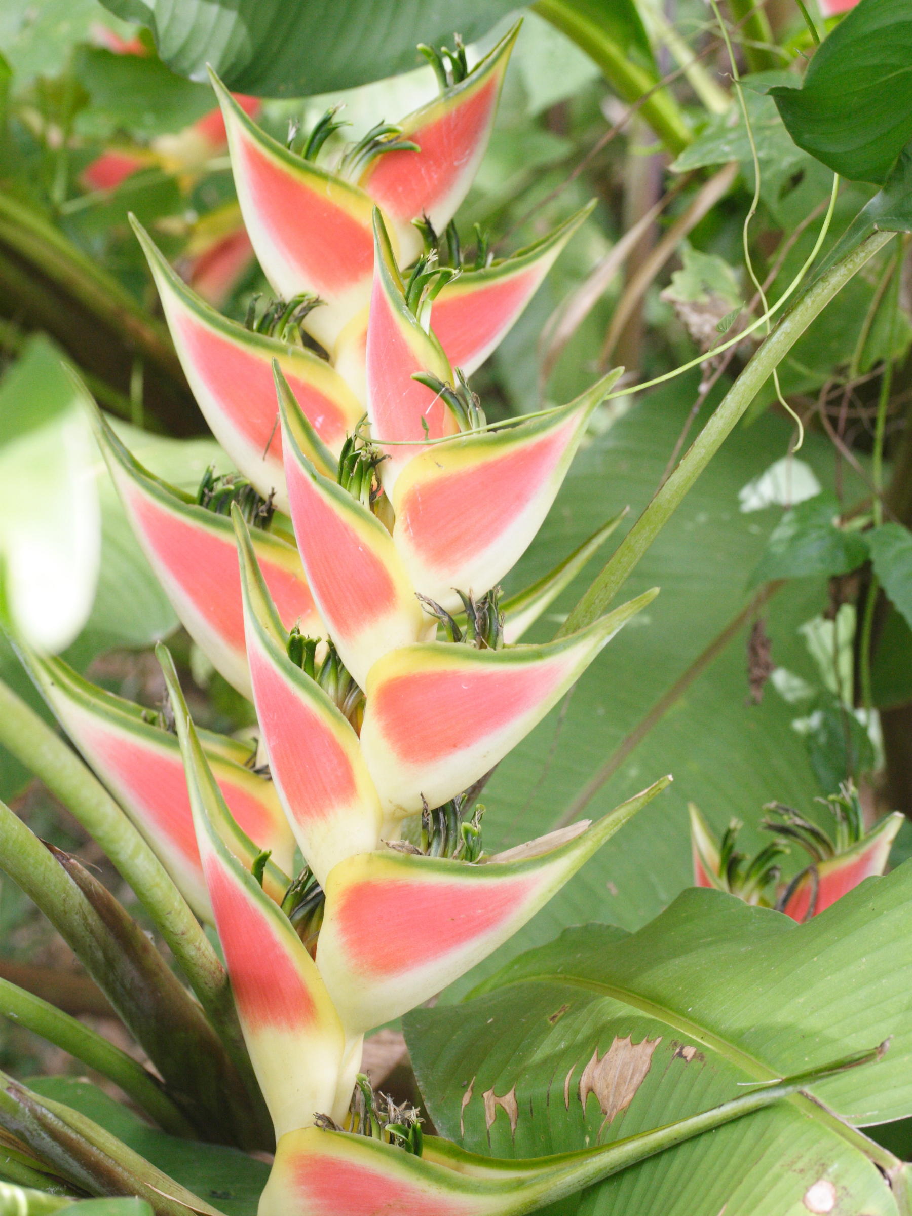 heliconia_wagneriana2md