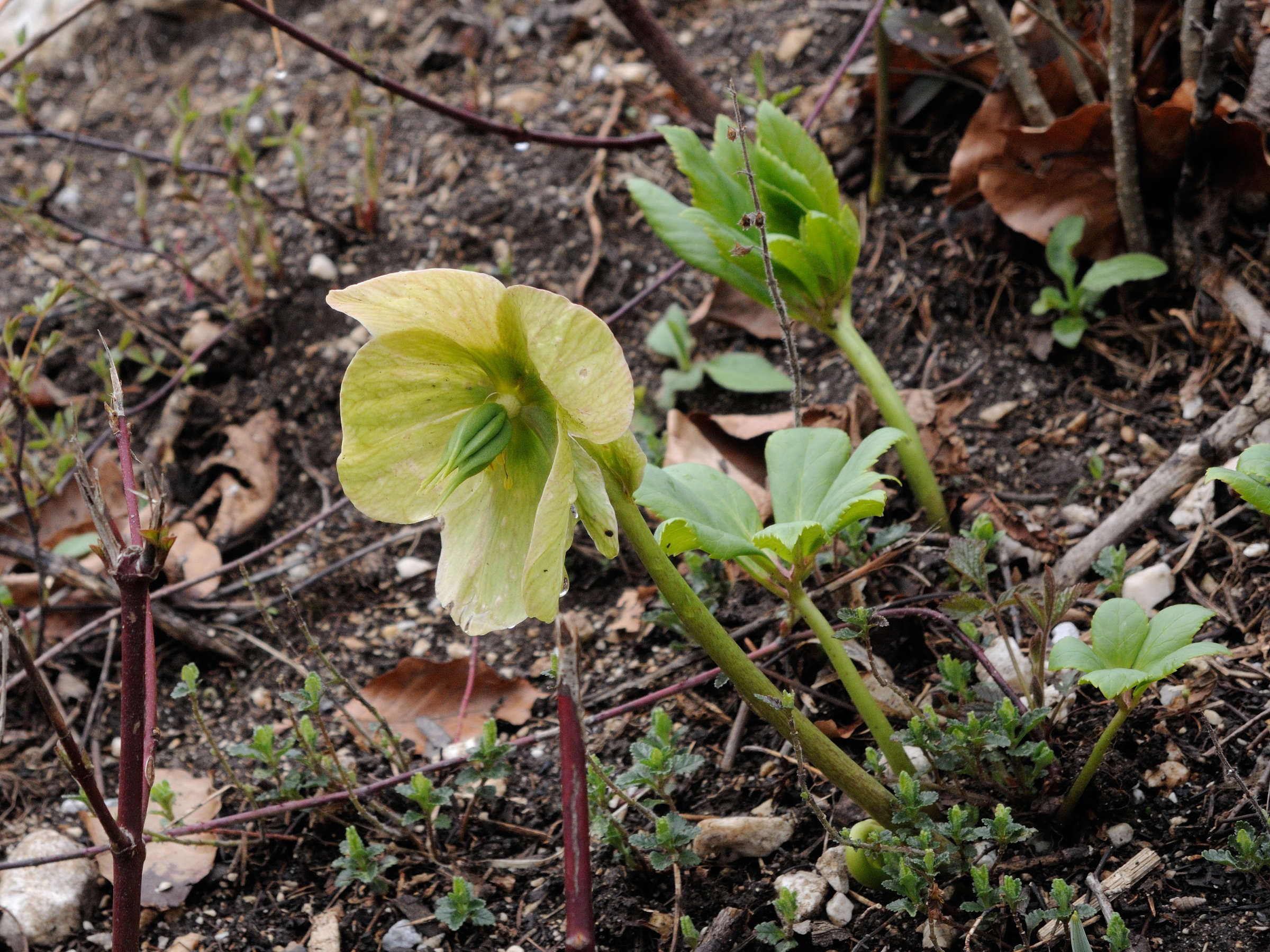 helleborus_odorus2md